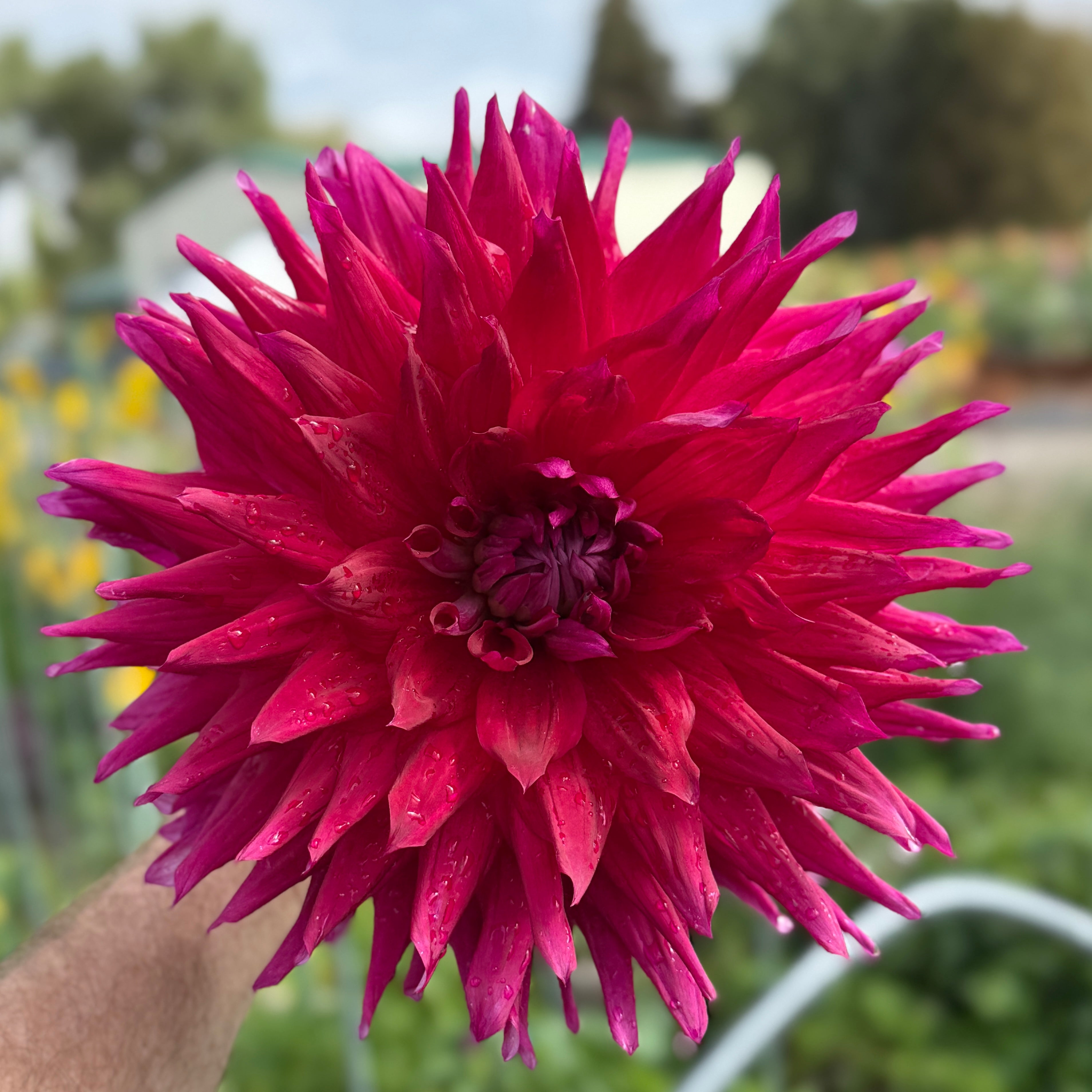 CARMELA STAAS- Rooted Cutting – Heron's Nest Dahlias