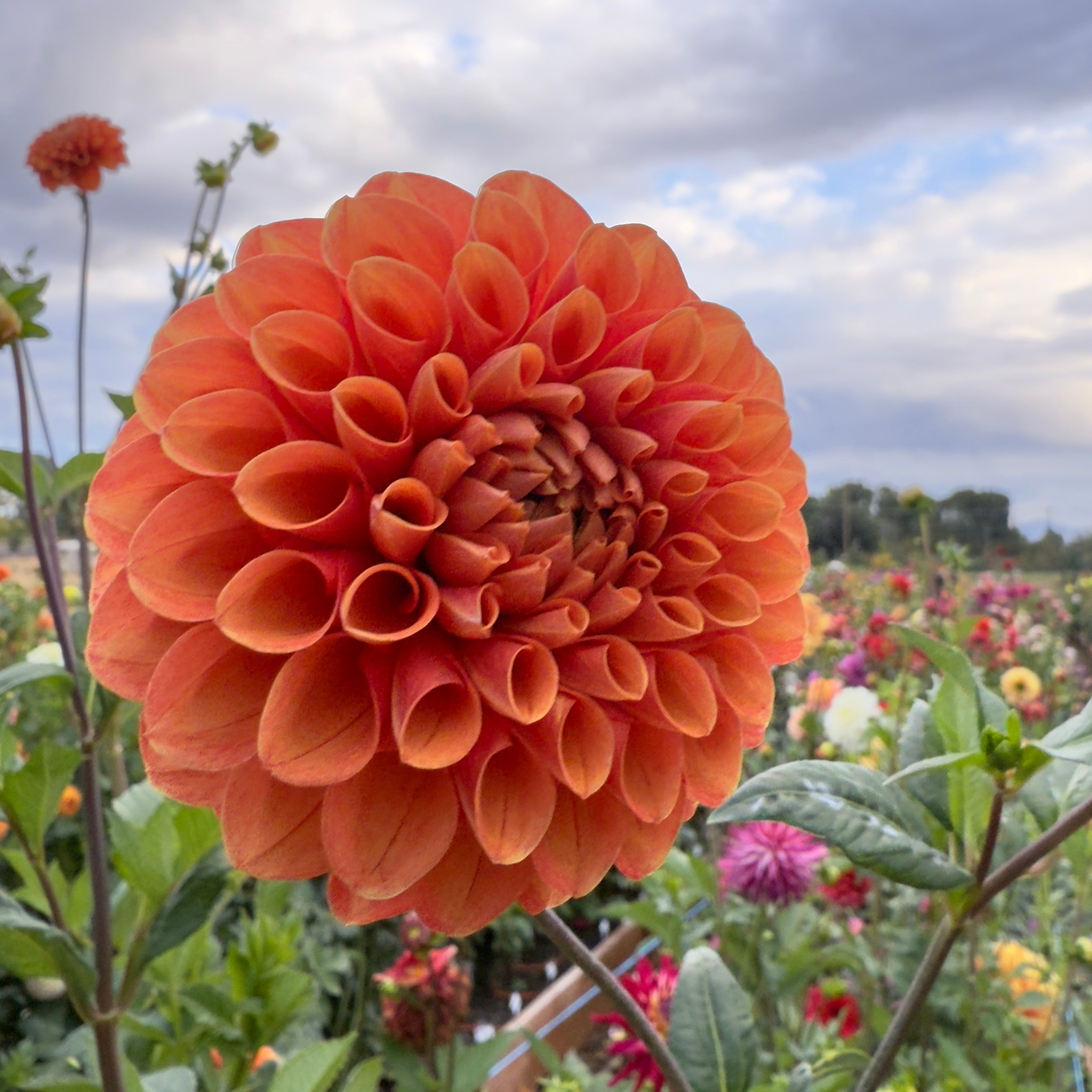 River's Ember - Rooted Cutting – Heron's Nest Dahlias