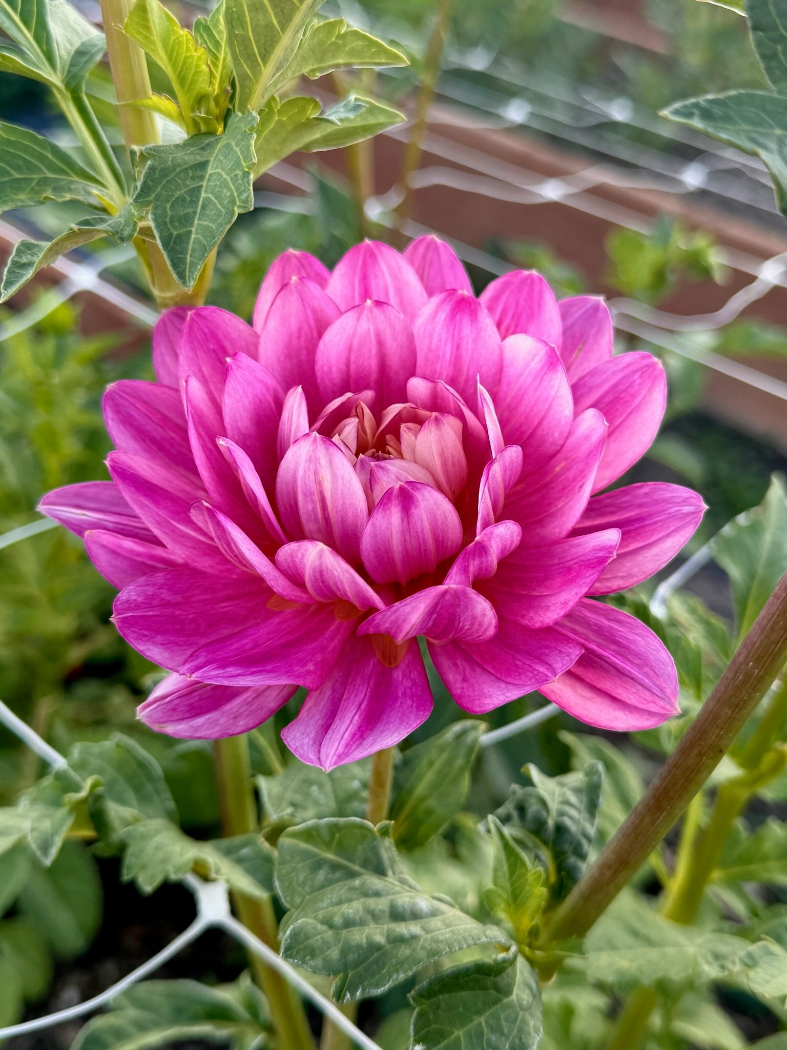 Hollyhill Pink Martini - Tuber – Heron's Nest Dahlias