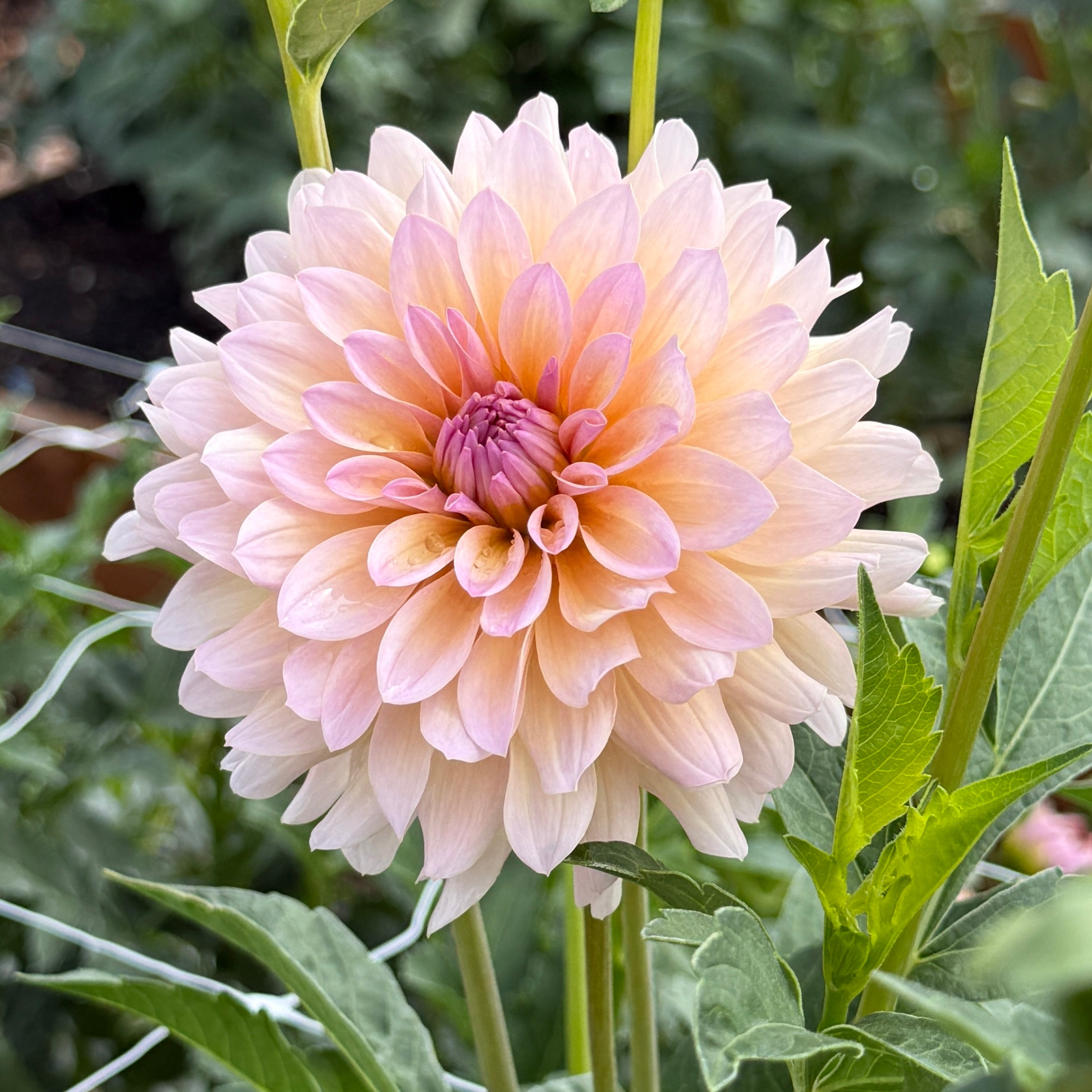 DL's The Special - Rooted Cutting – Heron's Nest Dahlias