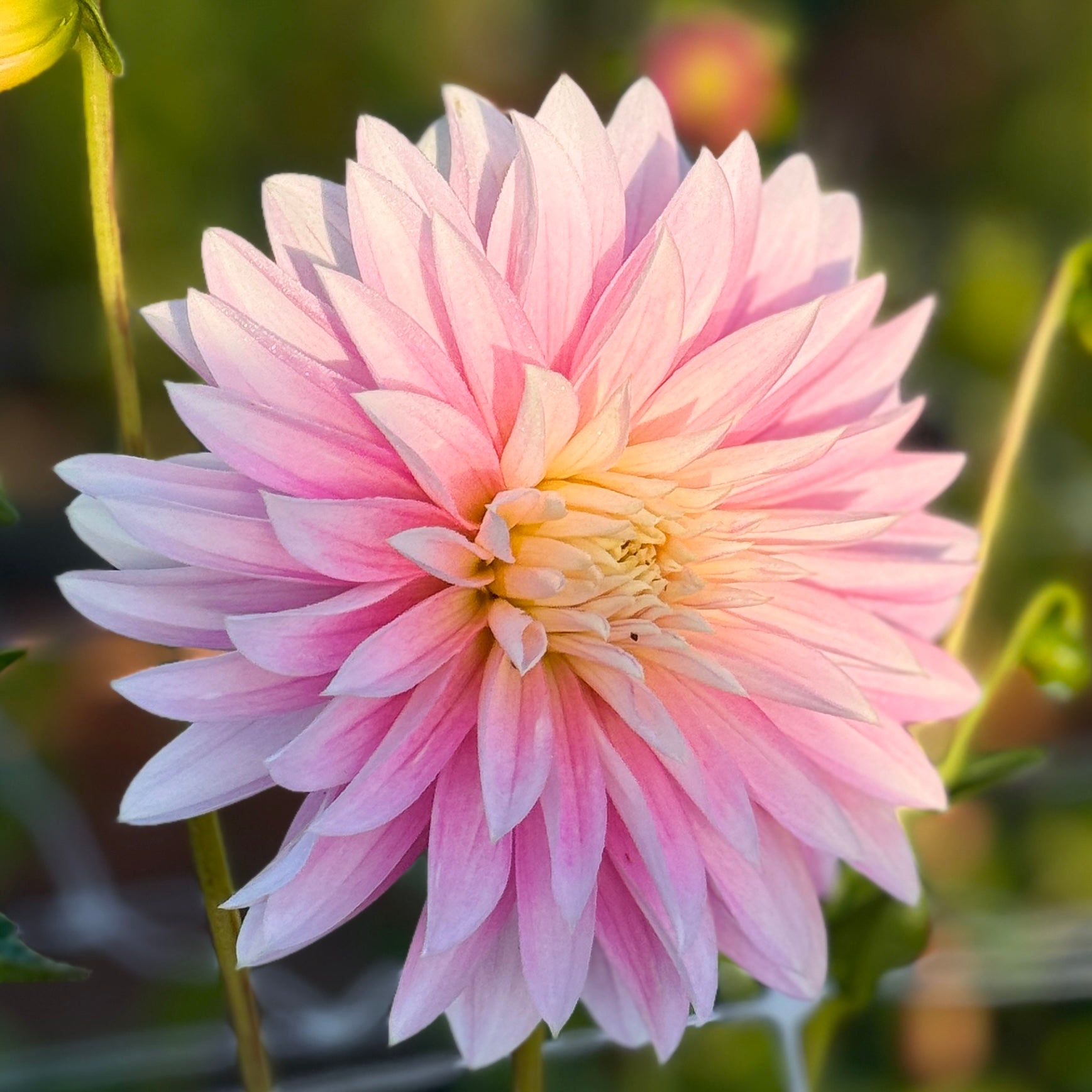 Alloway Candy Dahlia - Mini Clump – Heron's Nest Dahlias