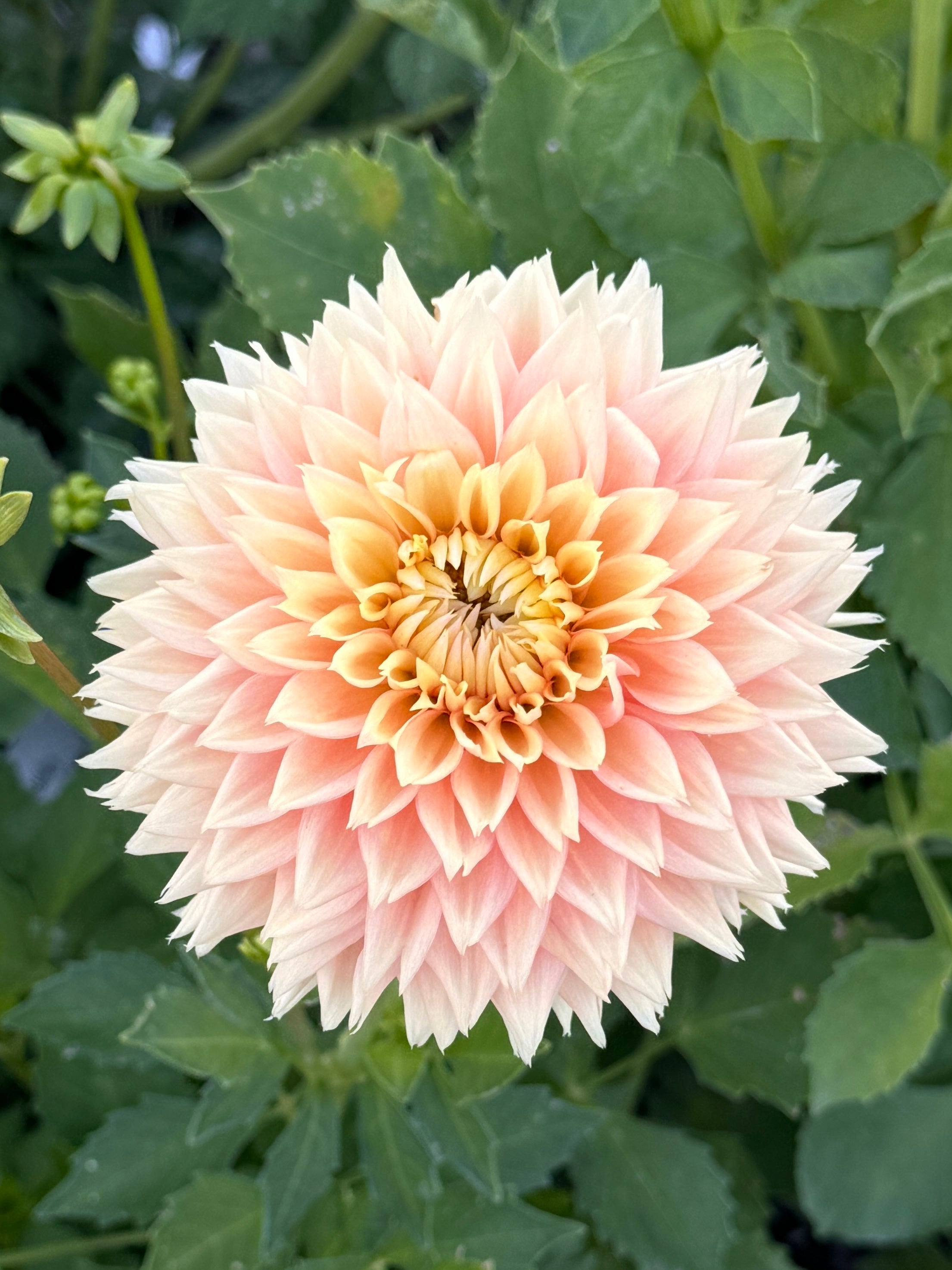 Dahlia Ado ファクトリア収録 Dahlia Ado ファクトリア収録