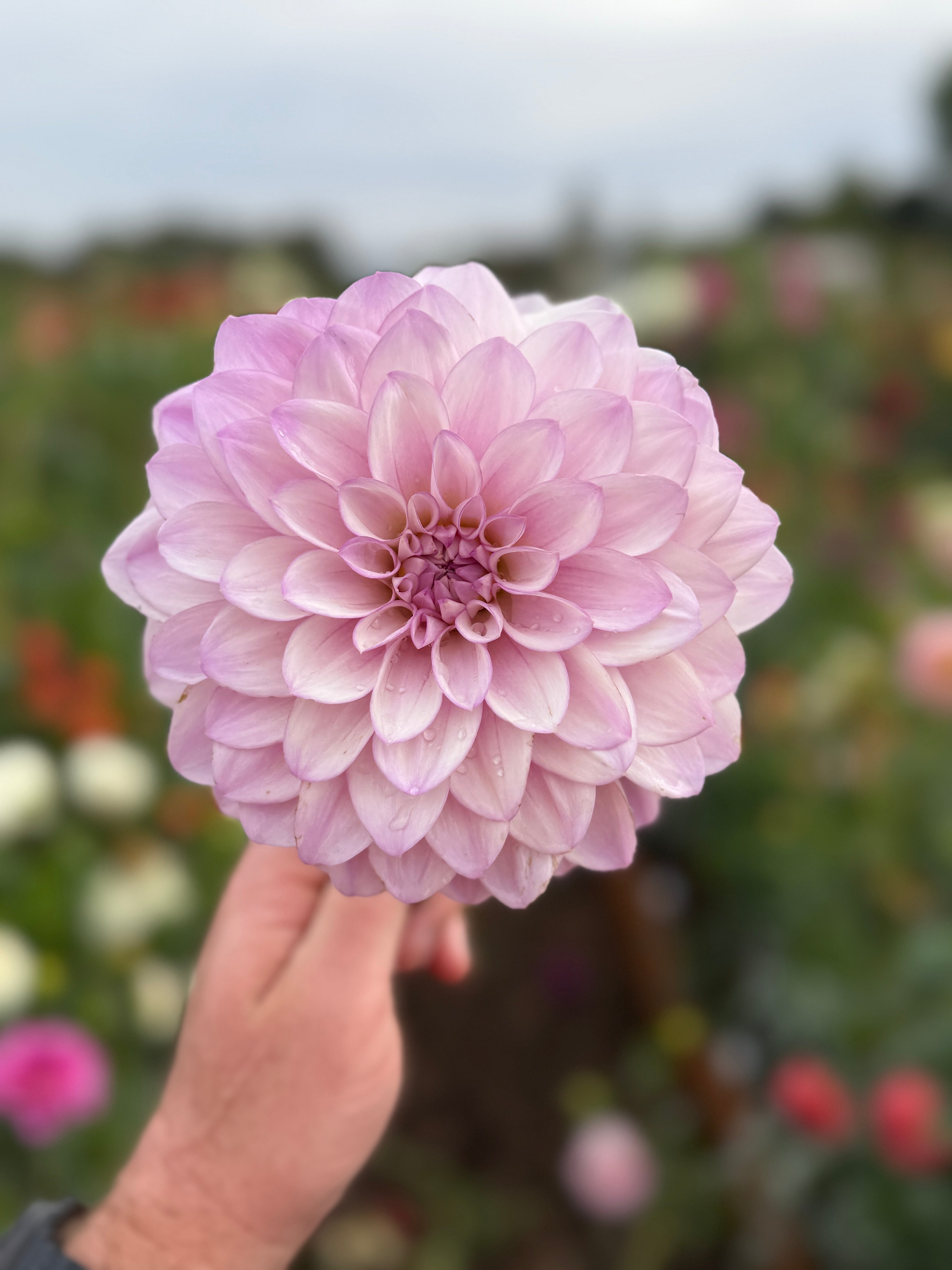 Jowey Lunel - Rooted Cutting – Heron's Nest Dahlias