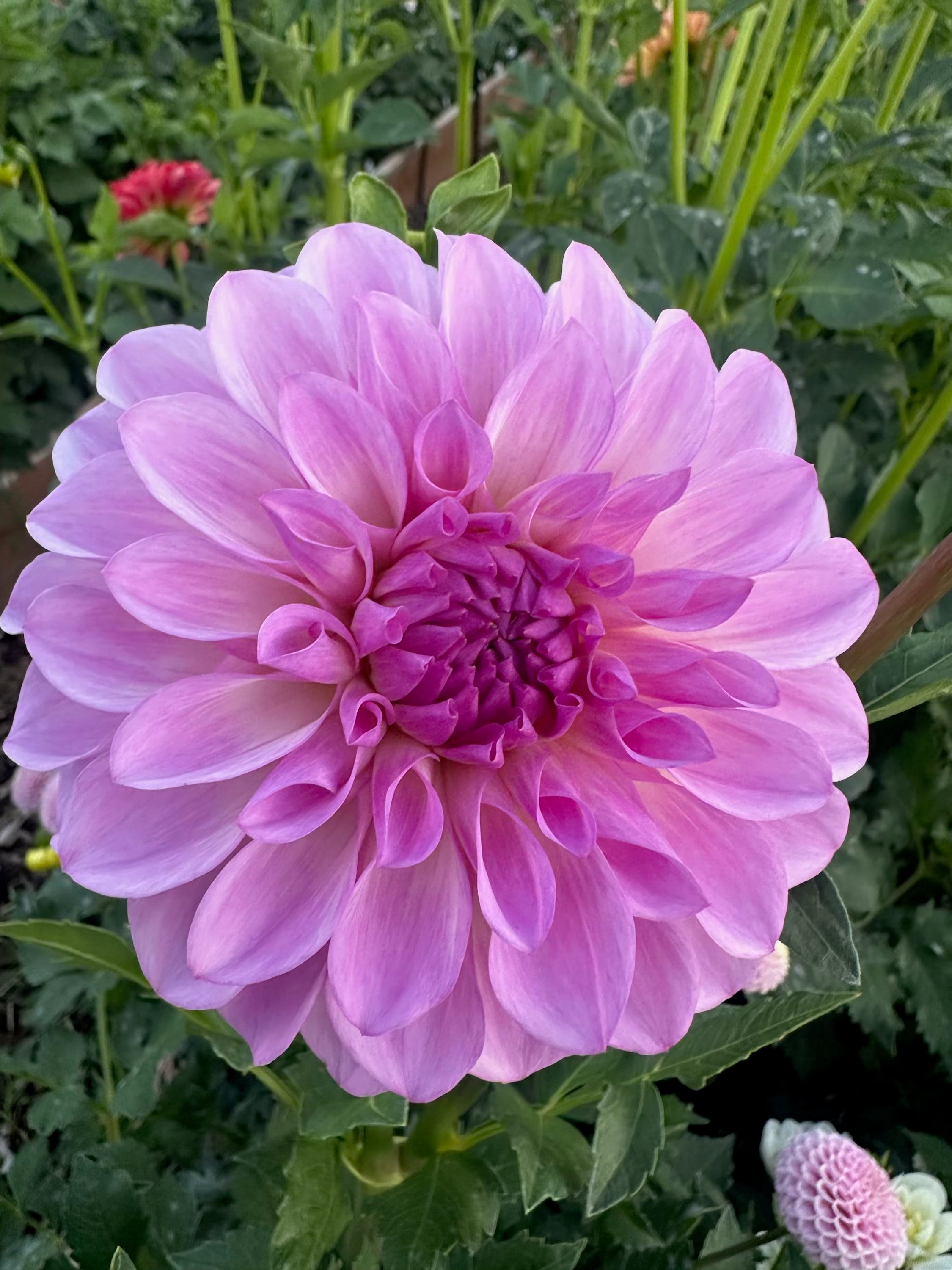 Jowey Lunel - Rooted Cutting – Heron's Nest Dahlias