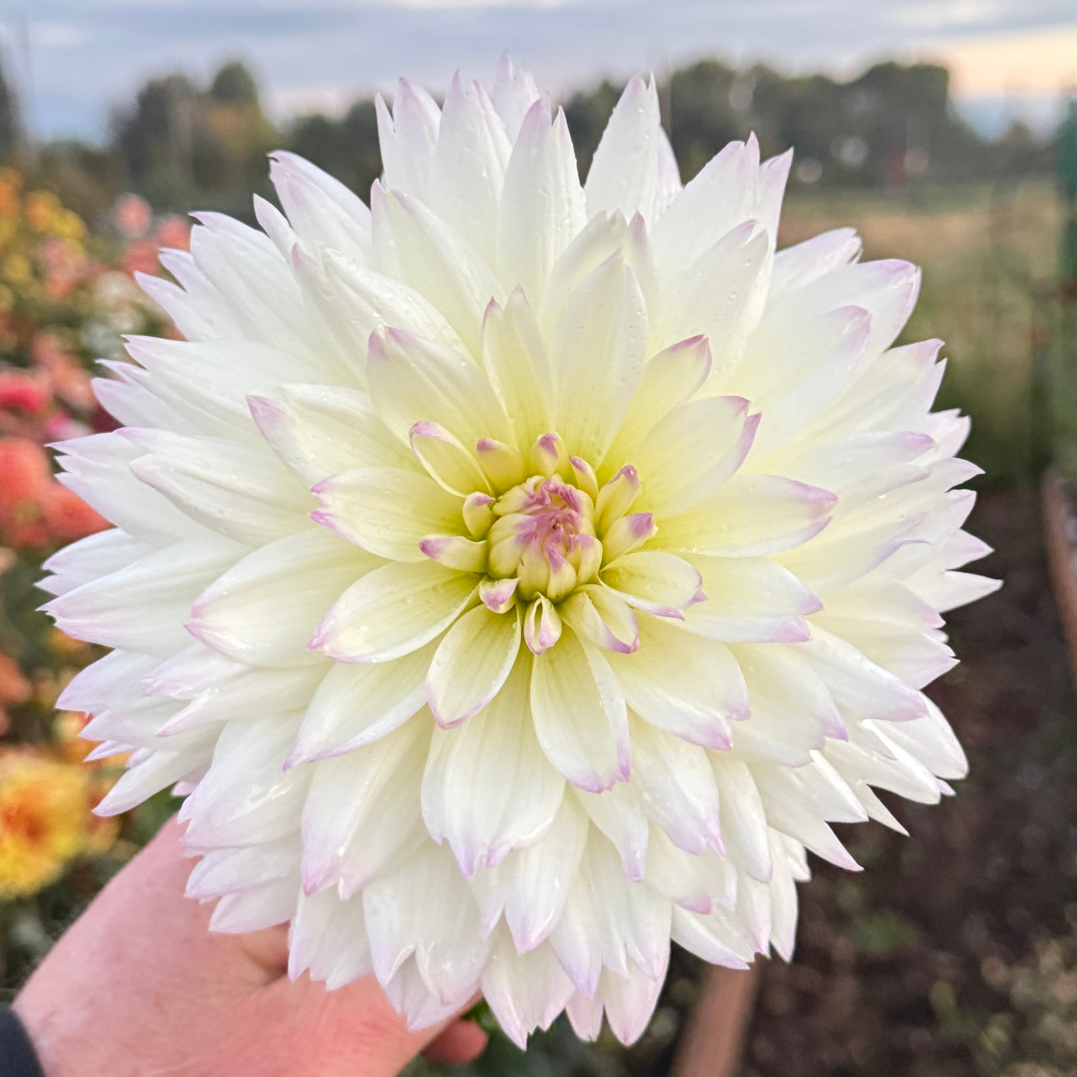 Henk's Ballerina - Tuber – Heron's Nest Dahlias