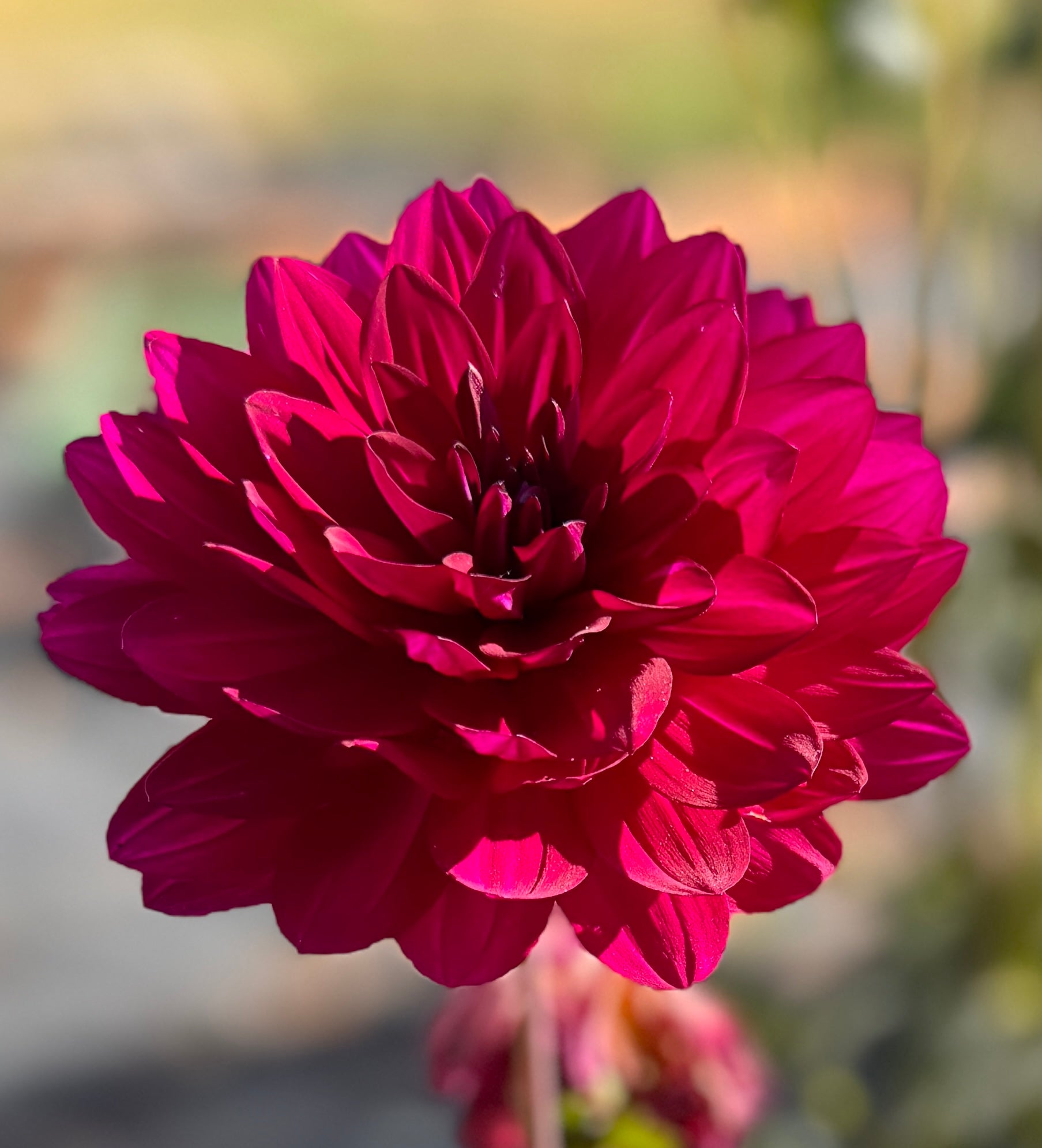 Sandia Nocturne Dahlia - POT TUBER – Heron's Nest Dahlias