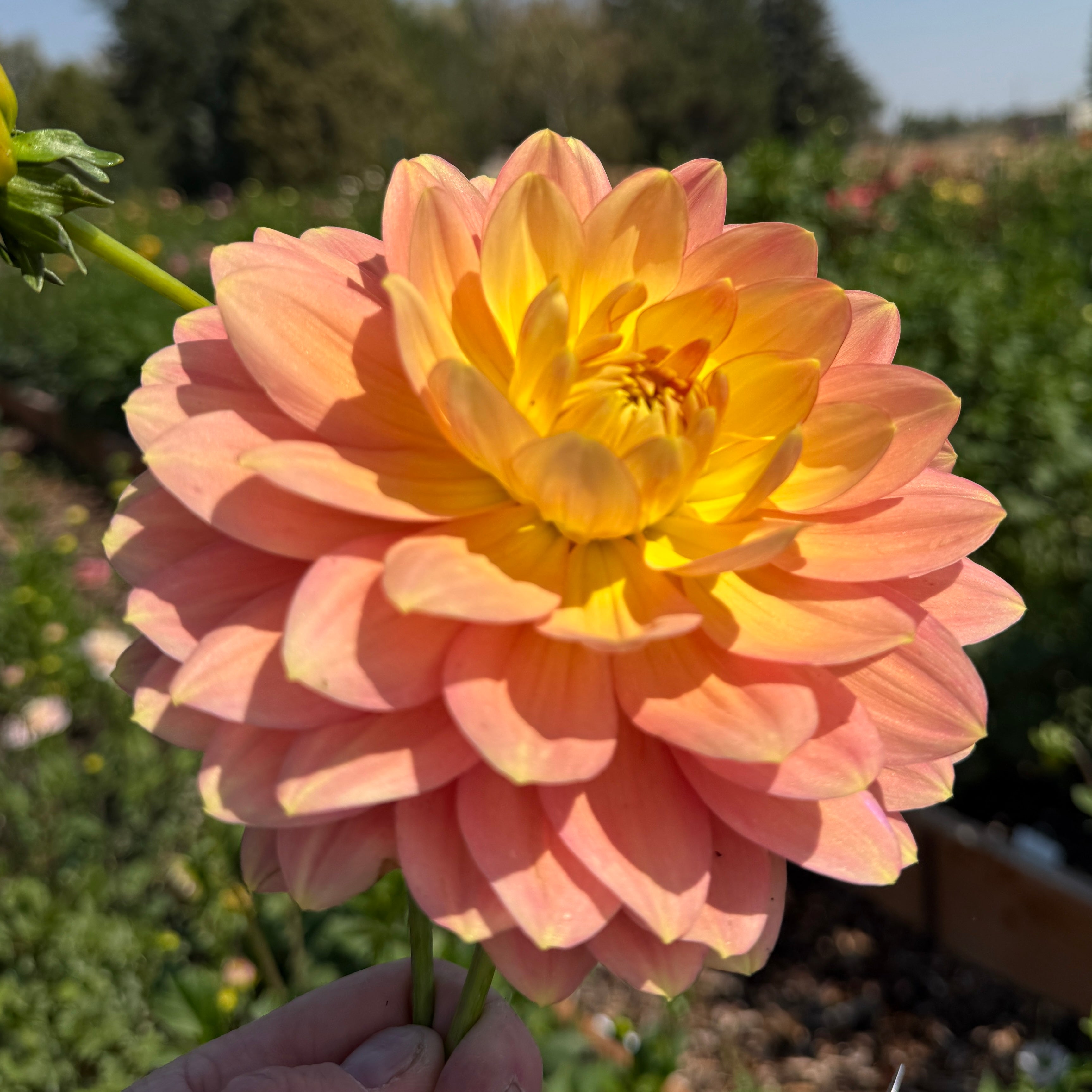 Hollyhill Serenity Dahlia - Rooted Cutting – Heron's Nest Dahlias