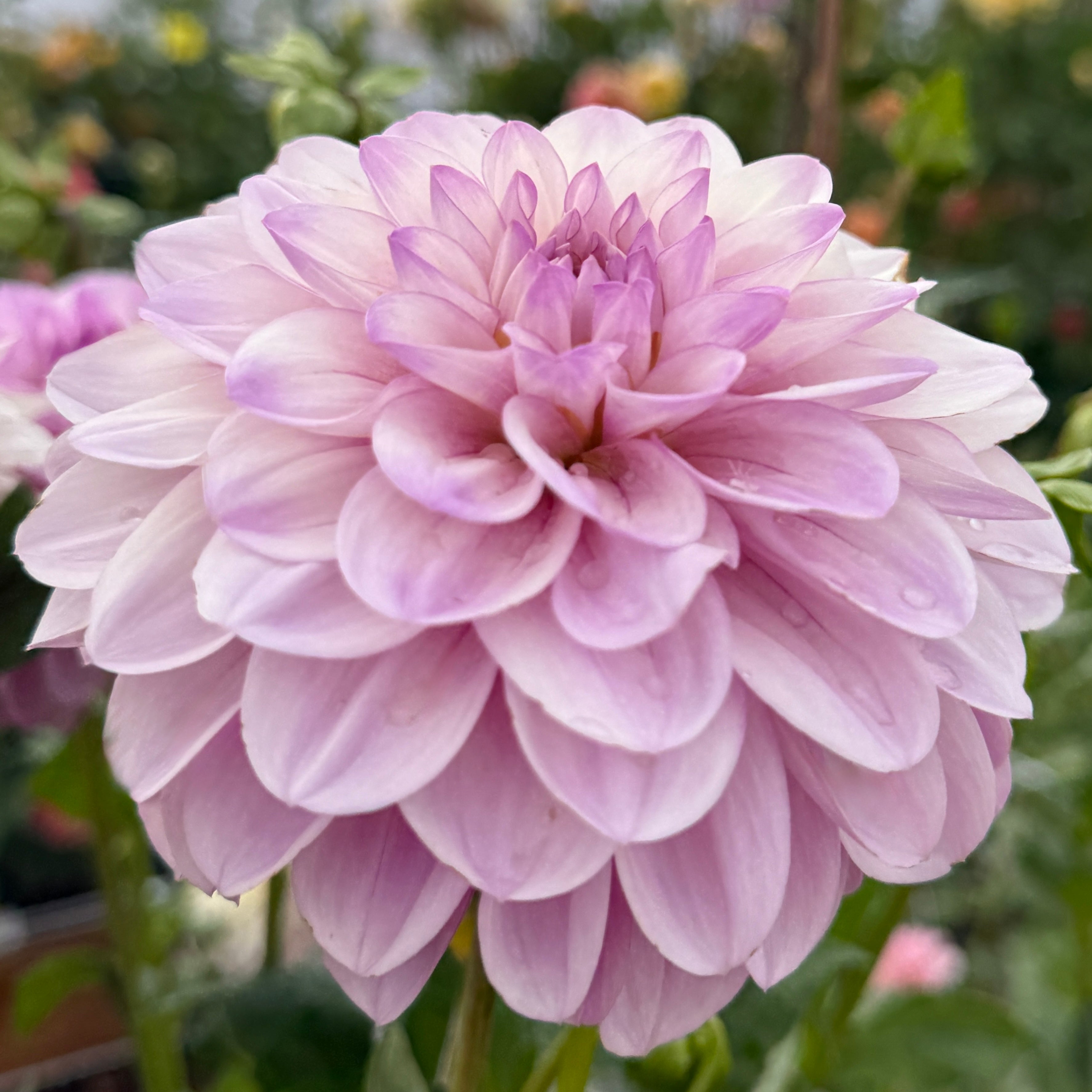 Jowey Lunel - Rooted Cutting – Heron's Nest Dahlias