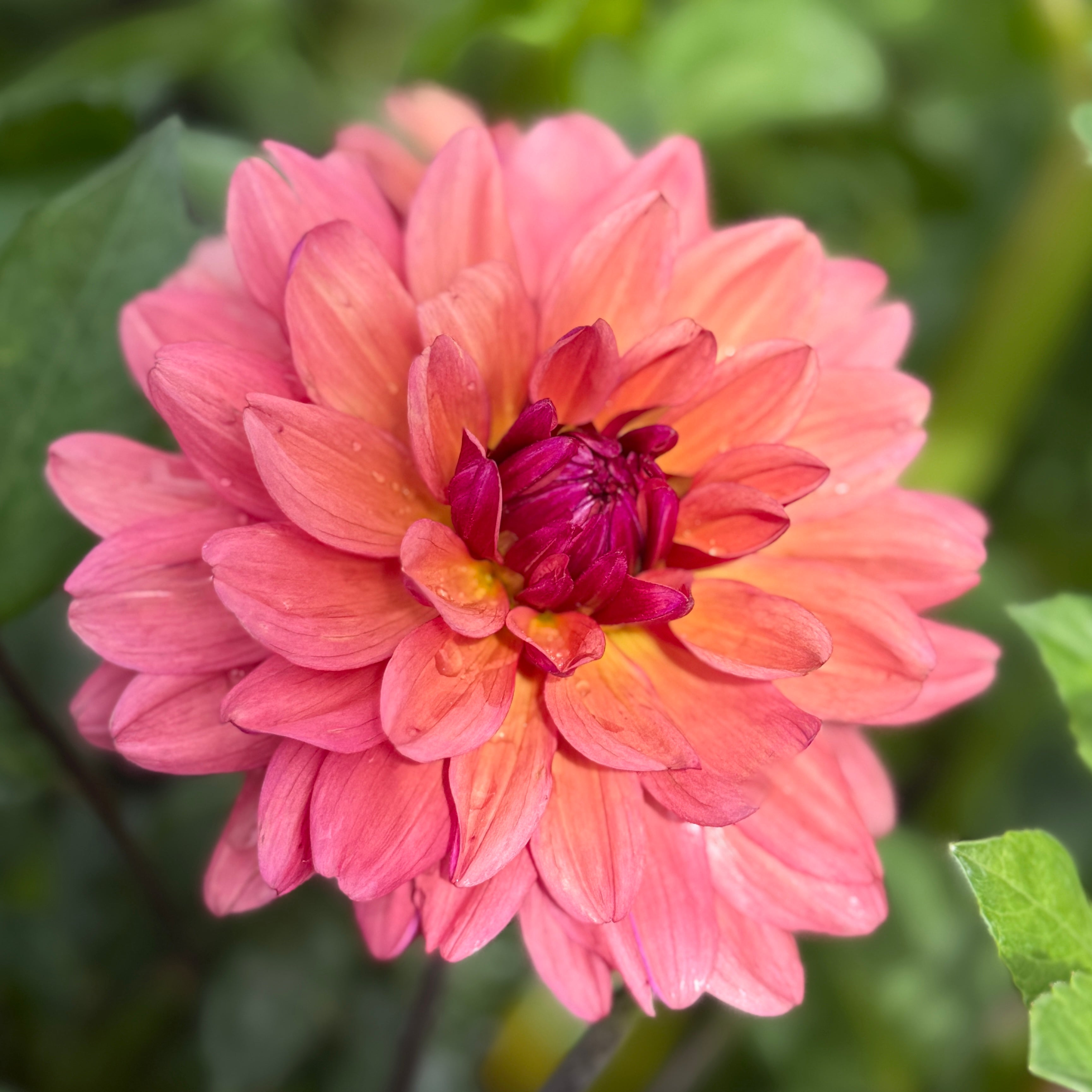 Klara Zak - Rooted Cutting – Heron's Nest Dahlias