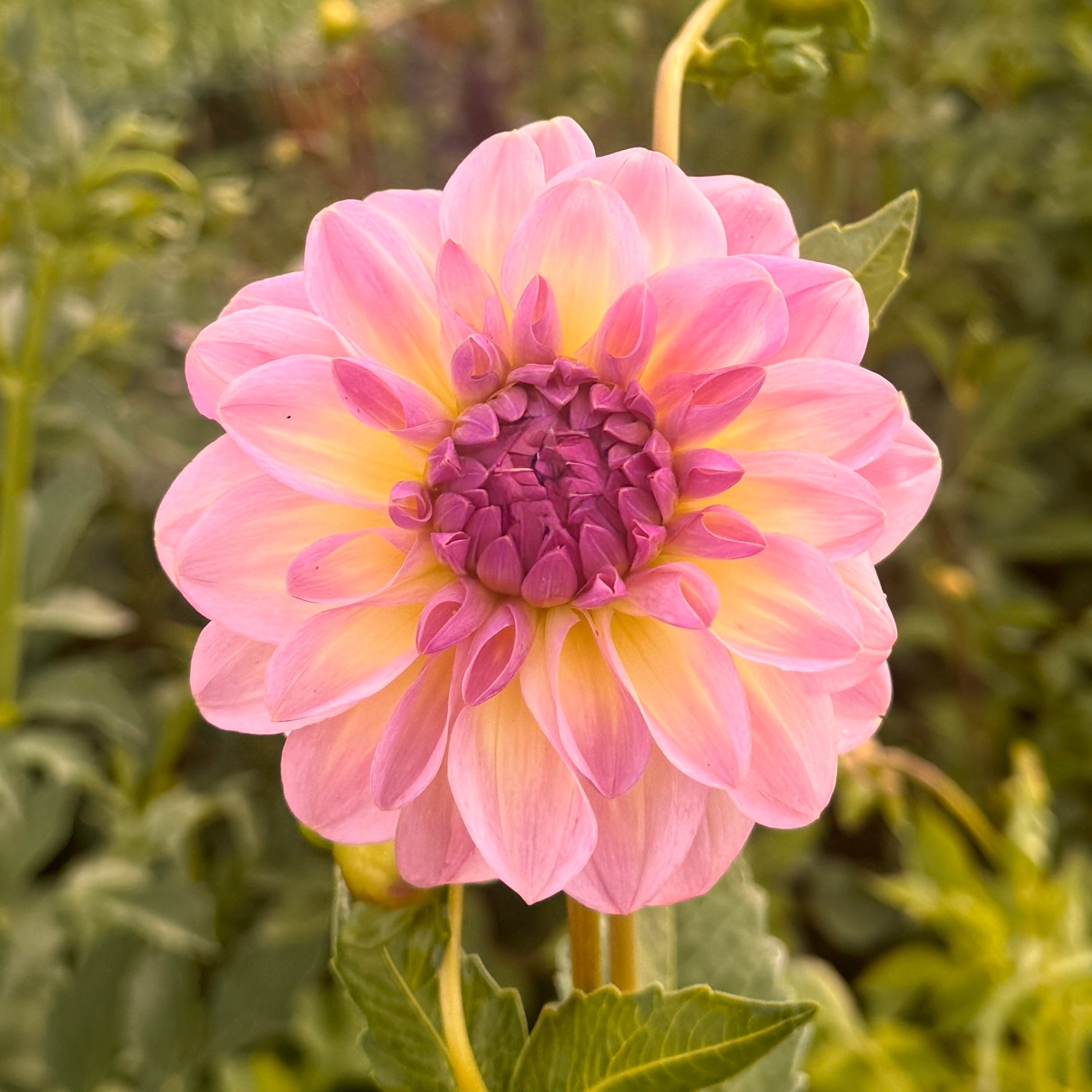 ALOA Kristina Vogel Dahlia - Rooted Cutting – Heron's Nest Dahlias