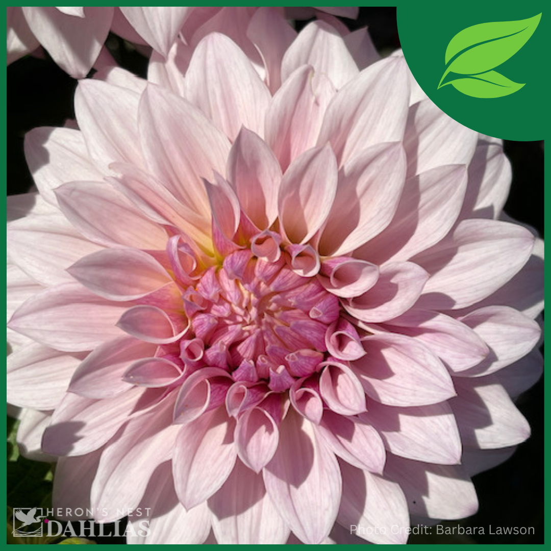 Bloomquist Compare - Rooted Cutting – Heron’s Nest Dahlias