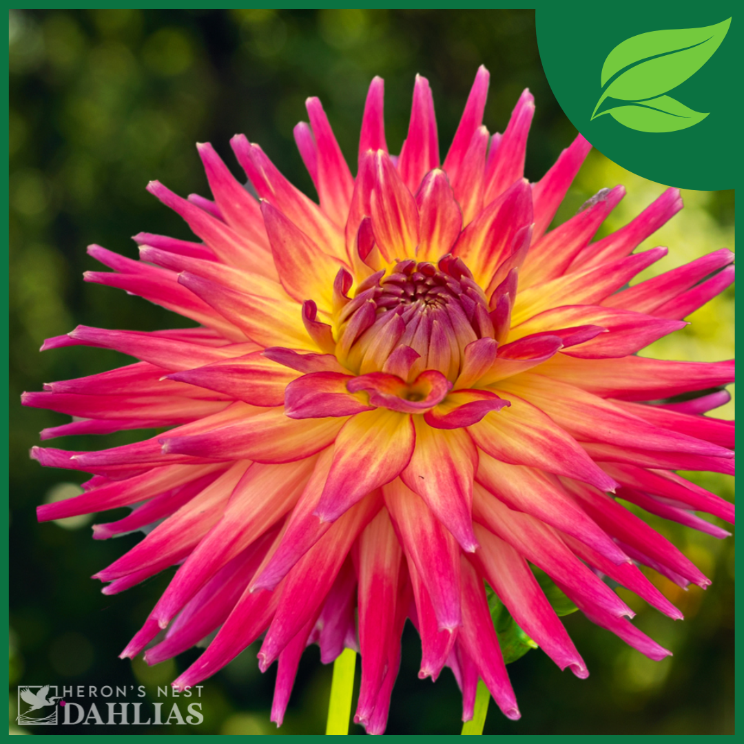 AC Cougar - Rooted Cutting – Heron’s Nest Dahlias