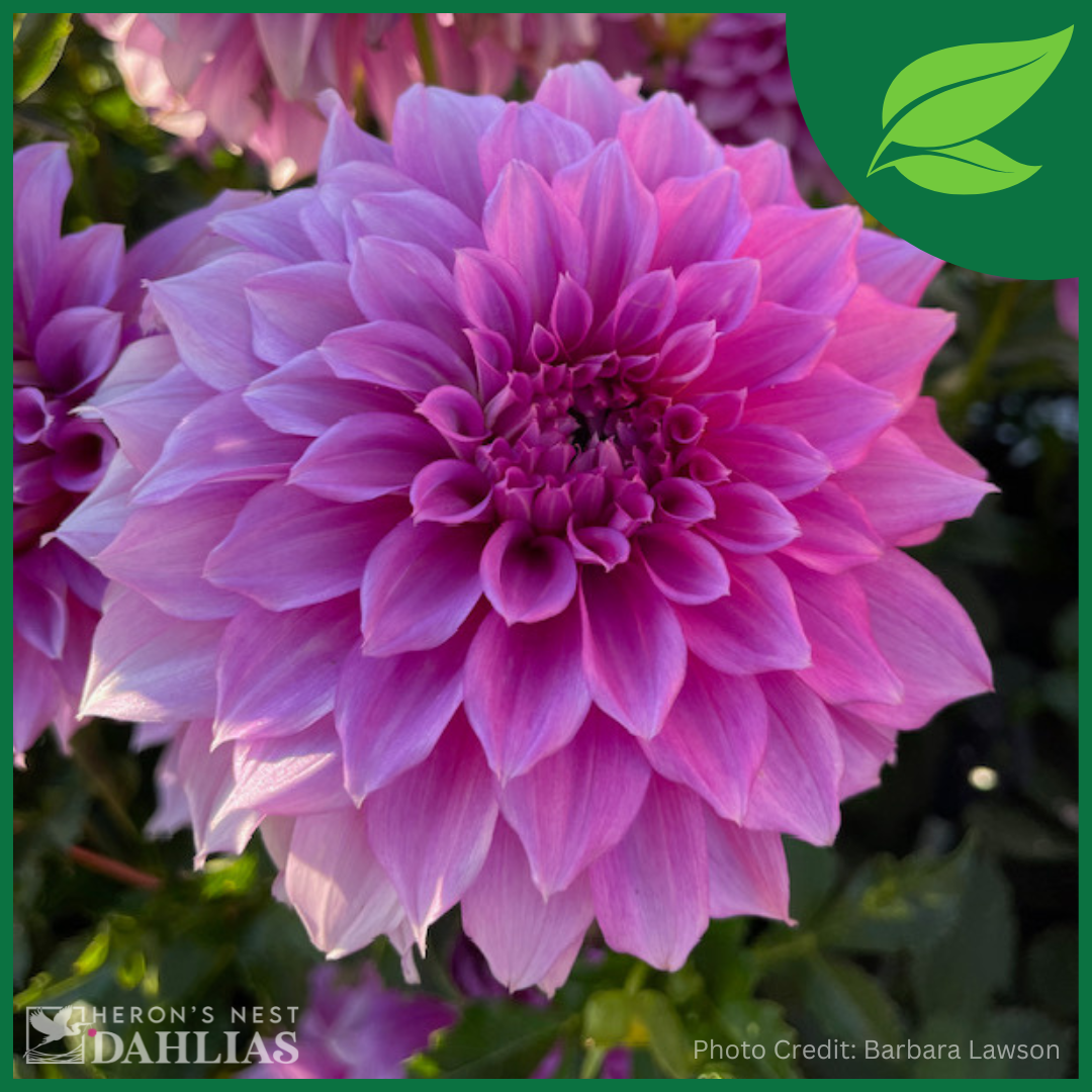 Hollyhill Gordon Rooted Cutting Heron's Nest Dahlias