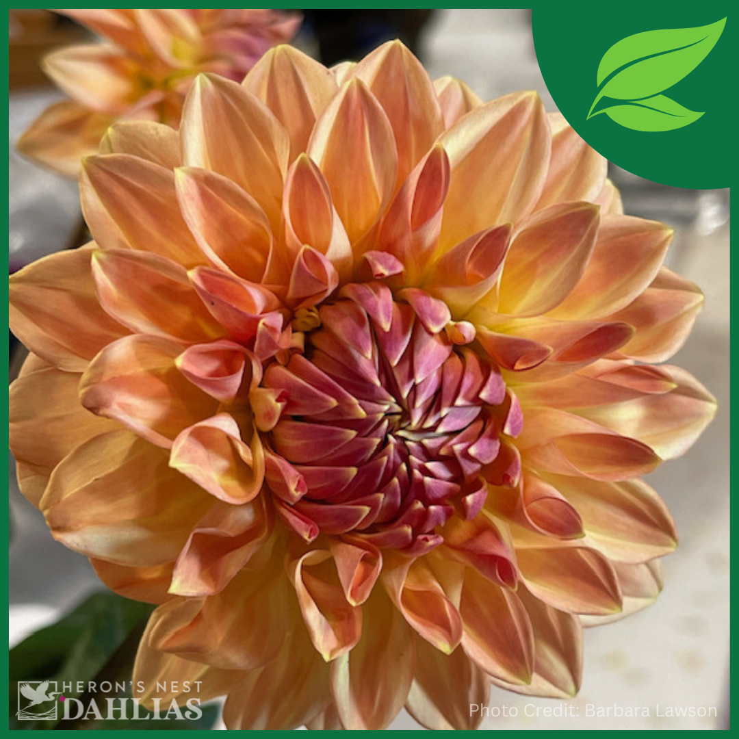 Bloomquist Alan - Rooted Cutting – Heron’s Nest Dahlias