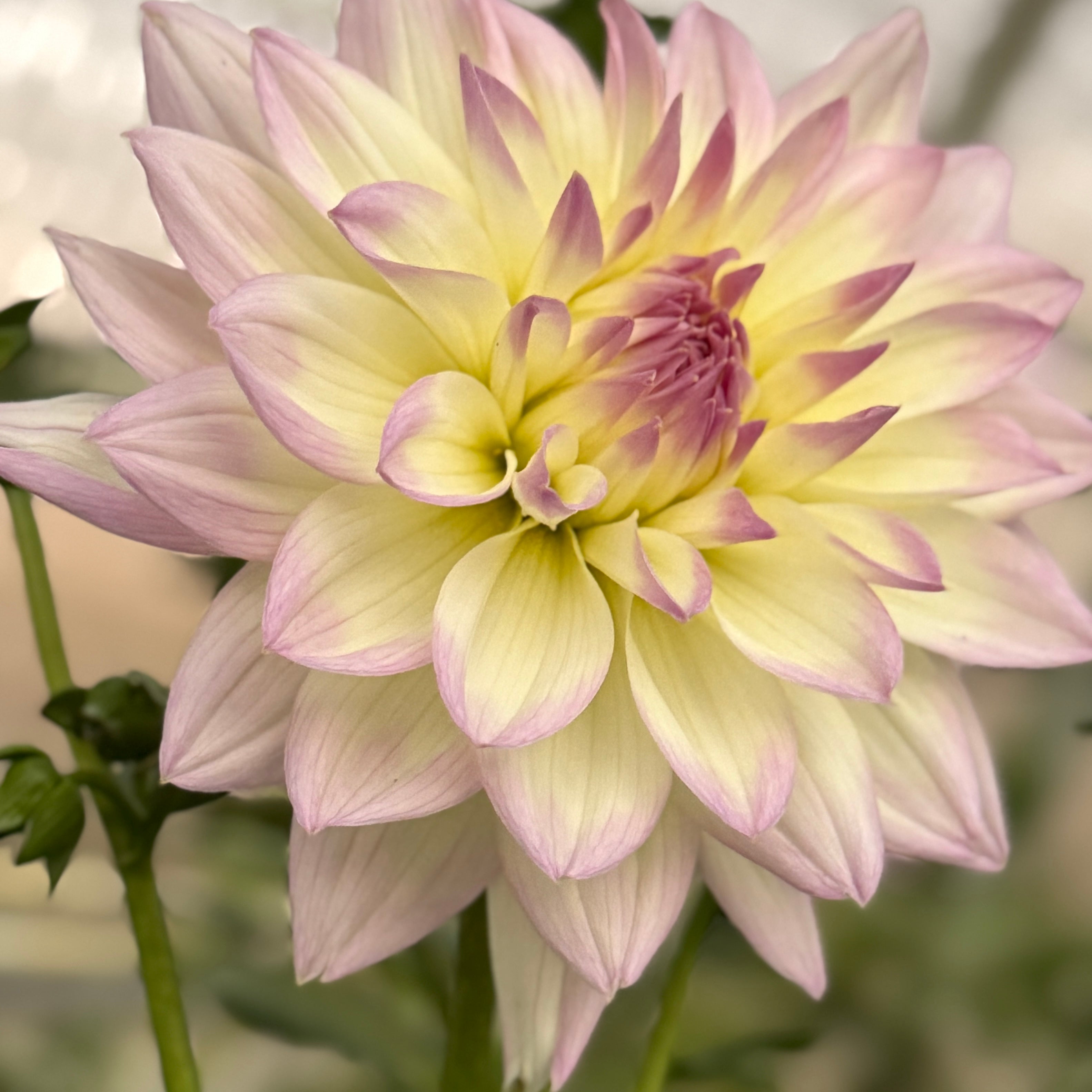 Henk's Ballerina - Tuber – Heron's Nest Dahlias