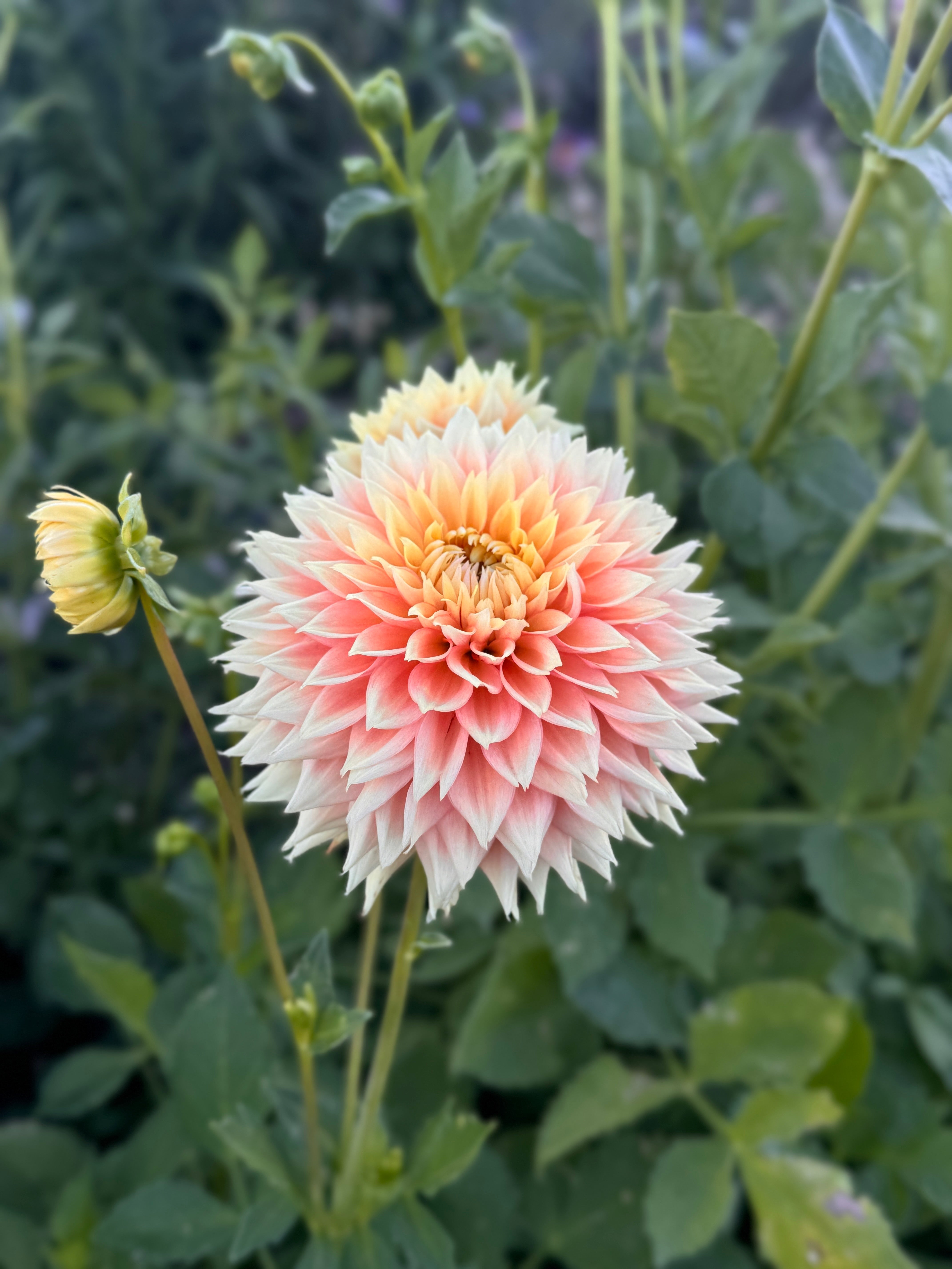 Lee's Apricot Fizz Dahlia - Mini Clump – Heron's Nest Dahlias