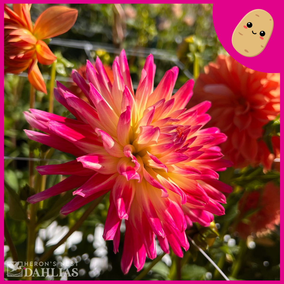 Tahiti Sunrise - Tuber – Heron’s Nest Dahlias