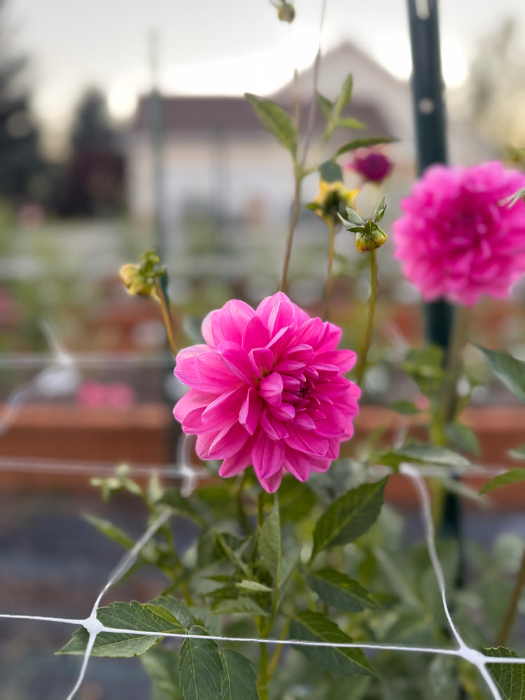 
                  
                    Carmen Bunky Dahlia - Rooted Cutting
                  
                