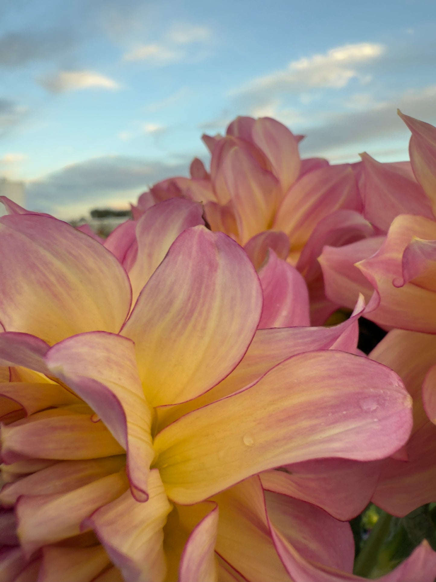 
                  
                    AC Twisp Dahlia - Mini Clump
                  
                
