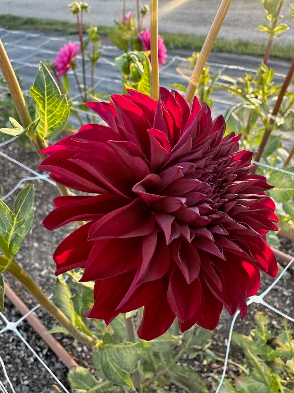 Woodland's Merinda Dahlia - Rooted Cutting