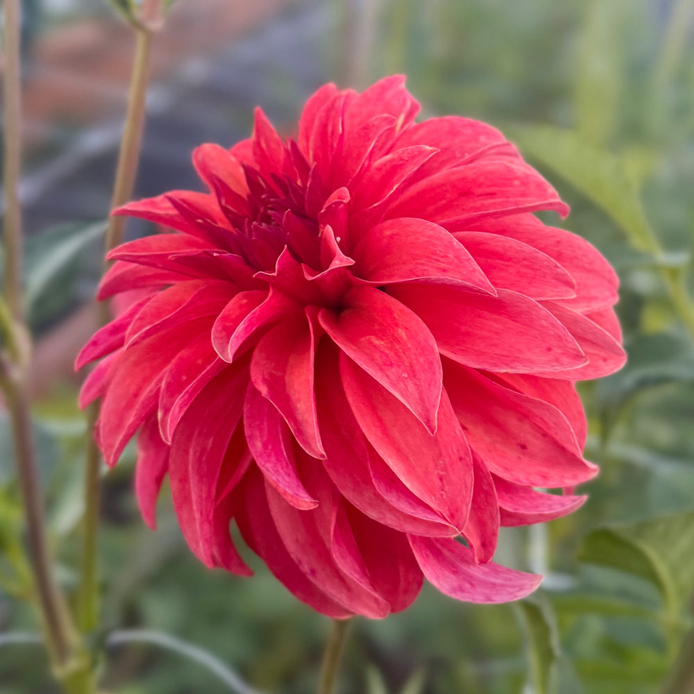 Ms Prissy Dahlia - Rooted Cutting