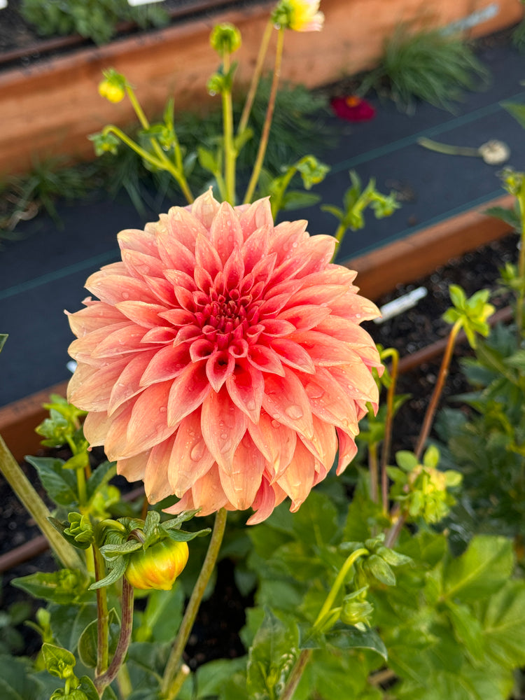 
                  
                    Bloomquist Pleasing Dahlia - POT TUBER
                  
                