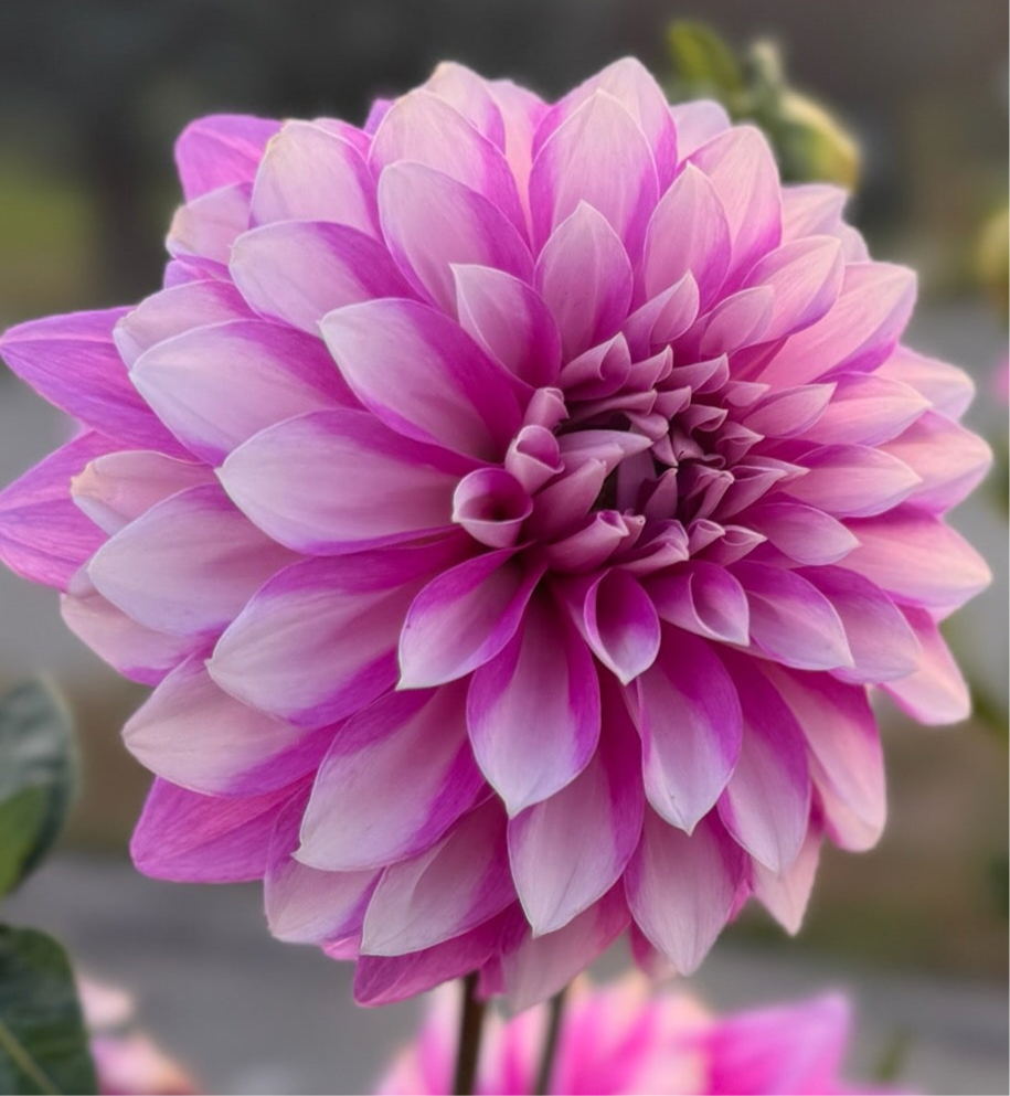 WB's Misbehavin' Dahlia - Rooted Cutting