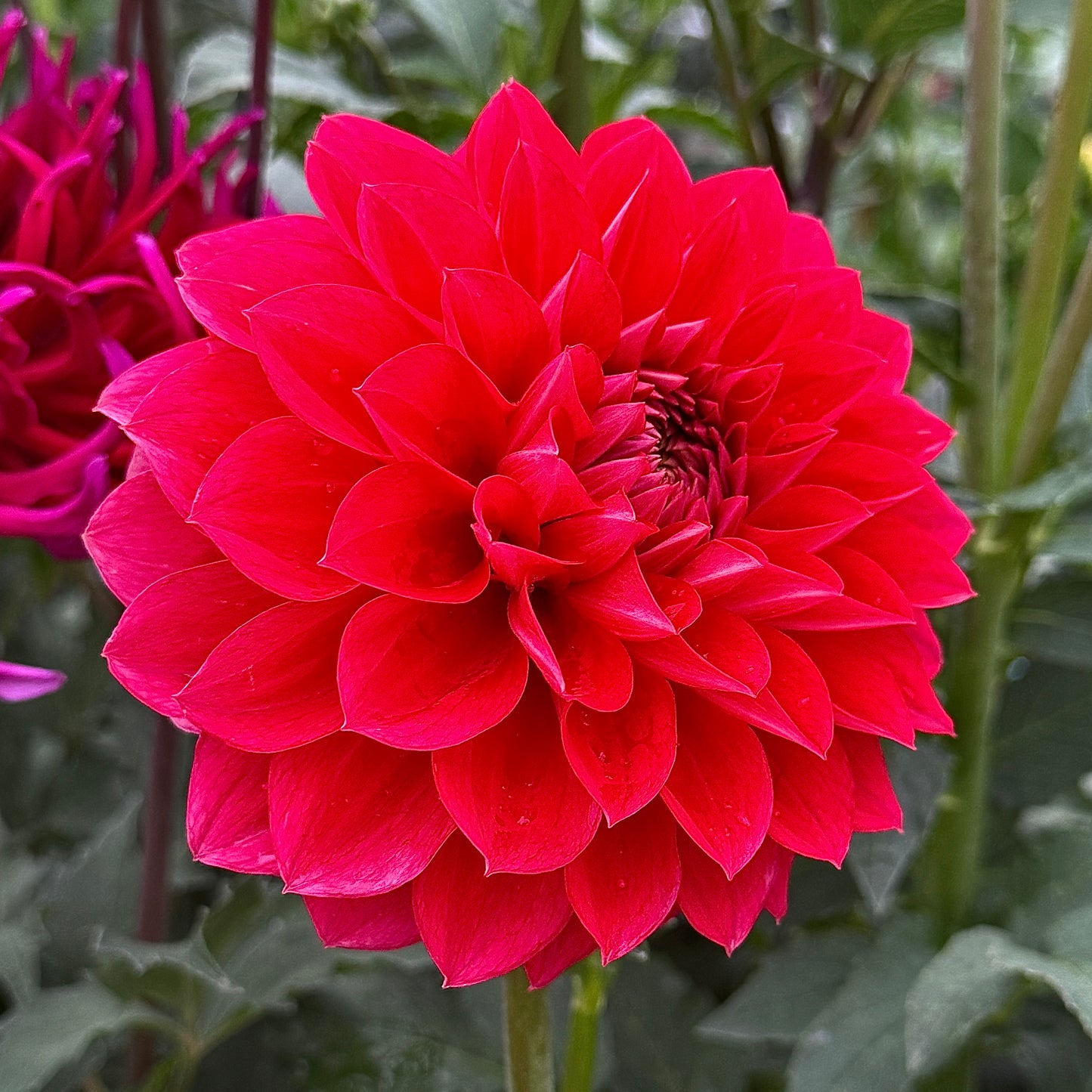 
                  
                    River's Jaiden - Rooted Cutting
                  
                