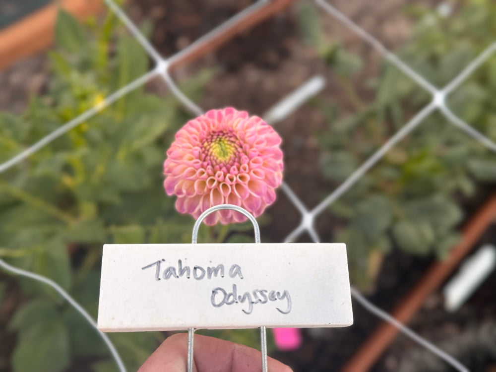Tahoma Odyssey Dahlia - Tuber