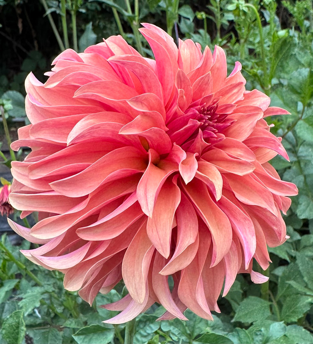 River's Can't Elope Dahlia - Rooted Cutting