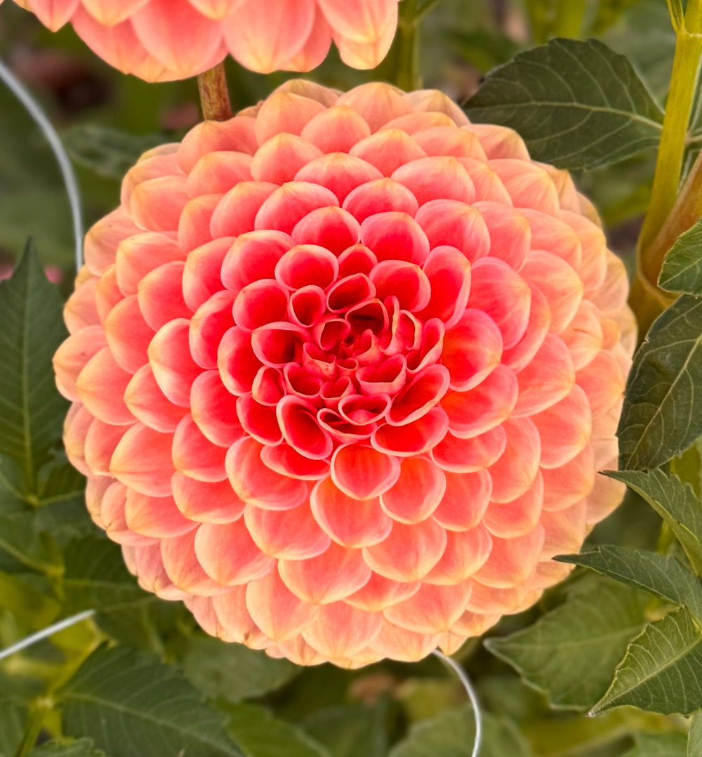 20th Ave Softer Peach Dahlia - Rooted Cutting