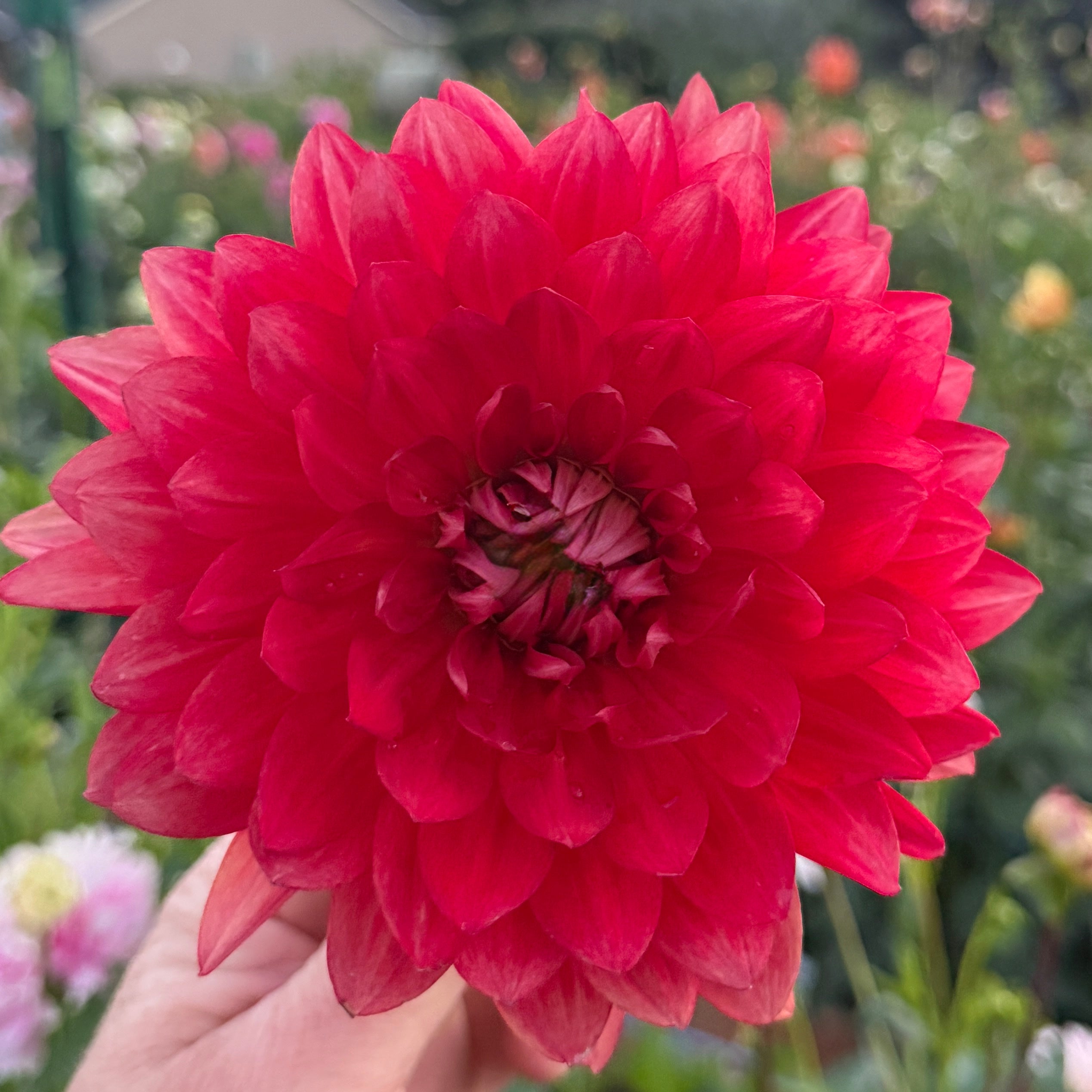 Scarlet O’Hara - Rooted Cutting – Heron's Nest Dahlias