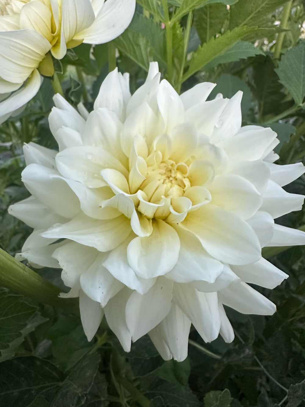 Shilo Jazzman Dahlia - POT TUBER