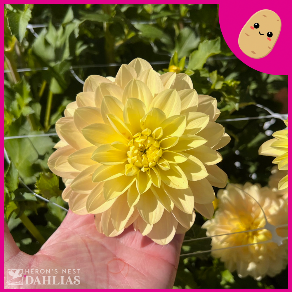 
                  
                    Day Dreamer - POT TUBER
                  
                