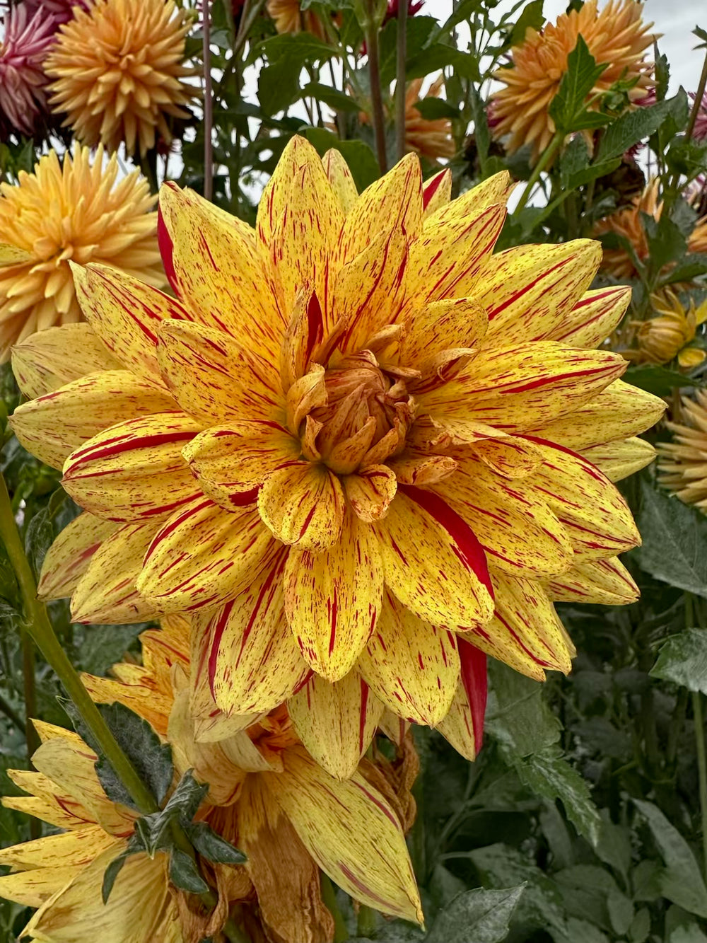 Hollyhill Funhouse Dahlia - POT TUBER