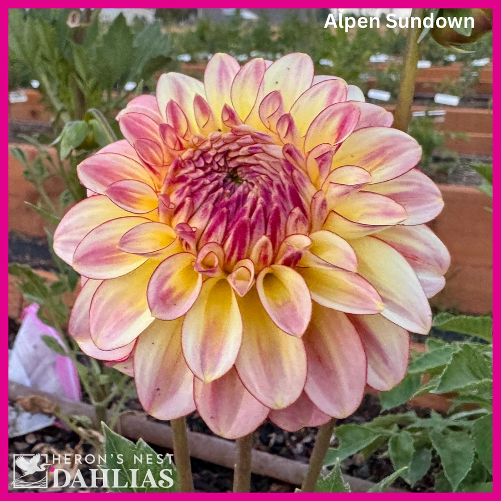 Alpen Sundown Dahlia - Rooted Cutting