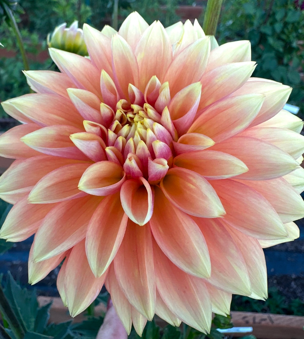 Kick Off Dahlia - Rooted Cutting