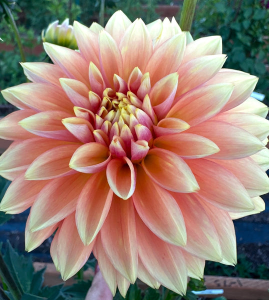 Kick Off Dahlia - Rooted Cutting – Heron's Nest Dahlias