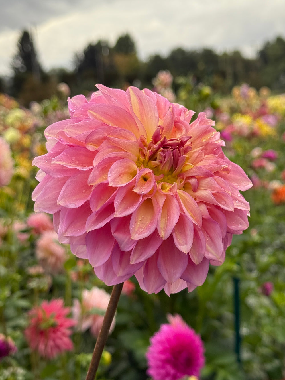Westerton JWH Dahlia - POT TUBER