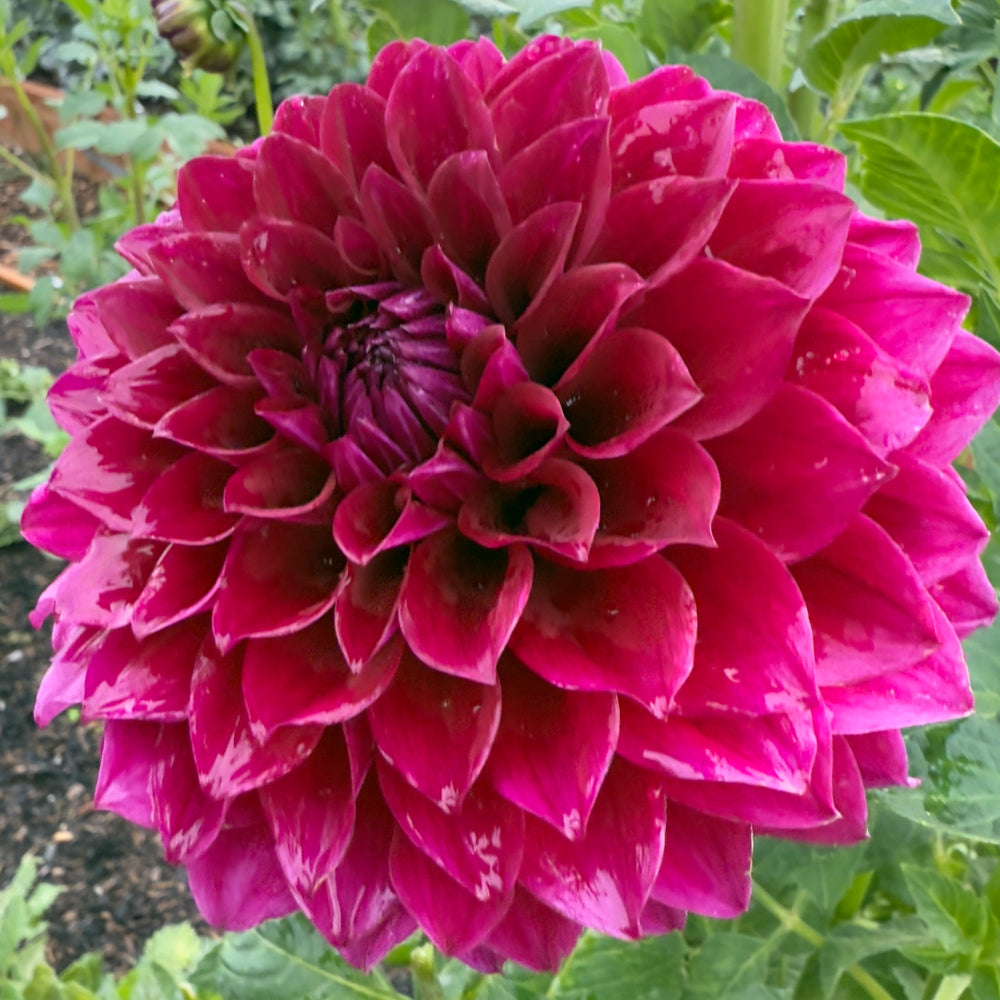 Colleen Mooney Dahlia - POT TUBER