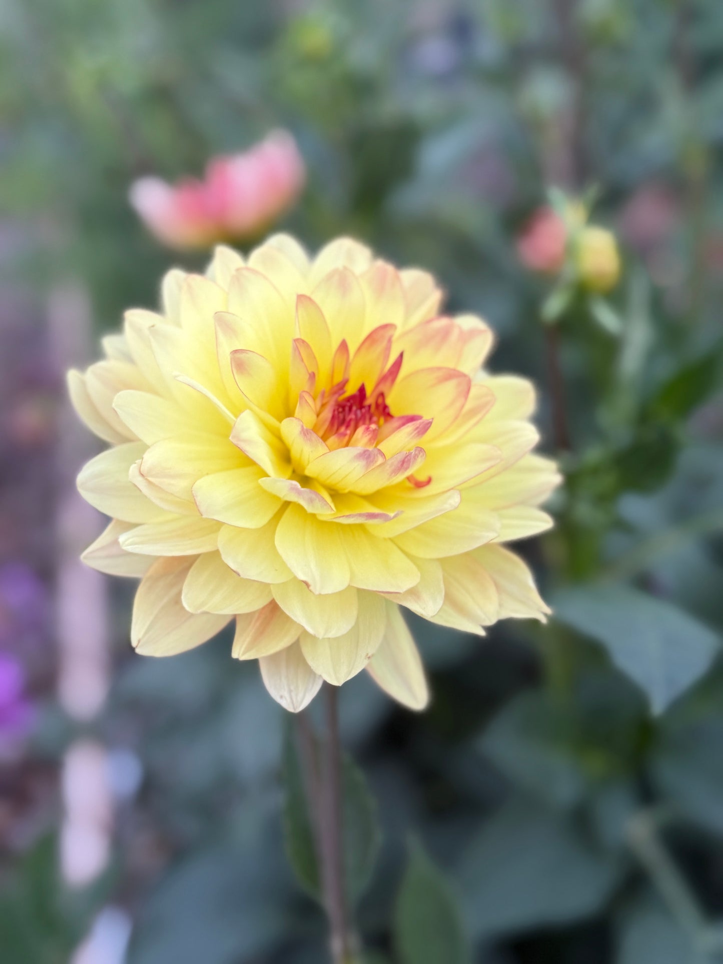 
                  
                    Bracken Lorelei - Rooted Cutting
                  
                