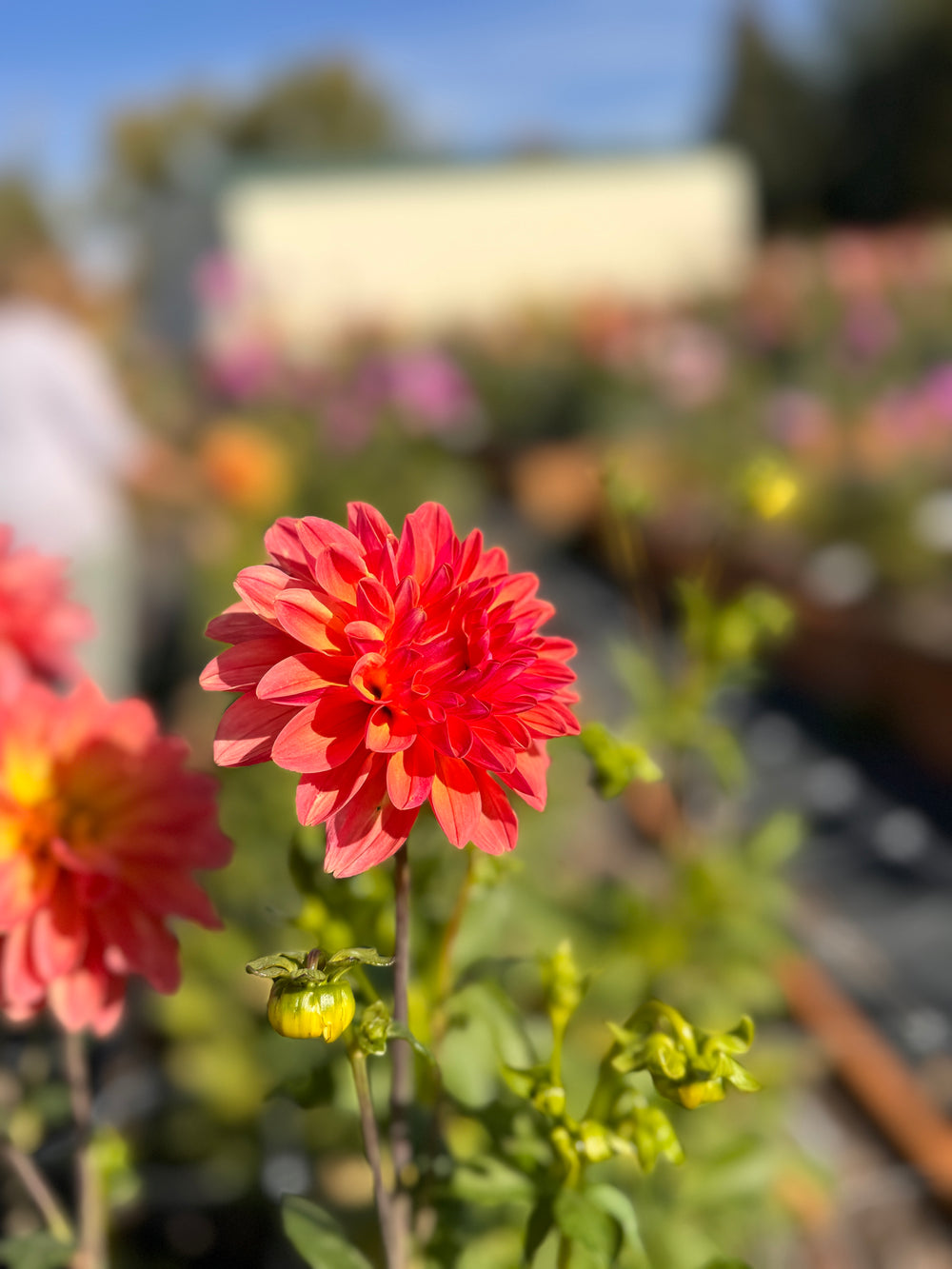 Showcase Decadent Dahlia - Mini Clump