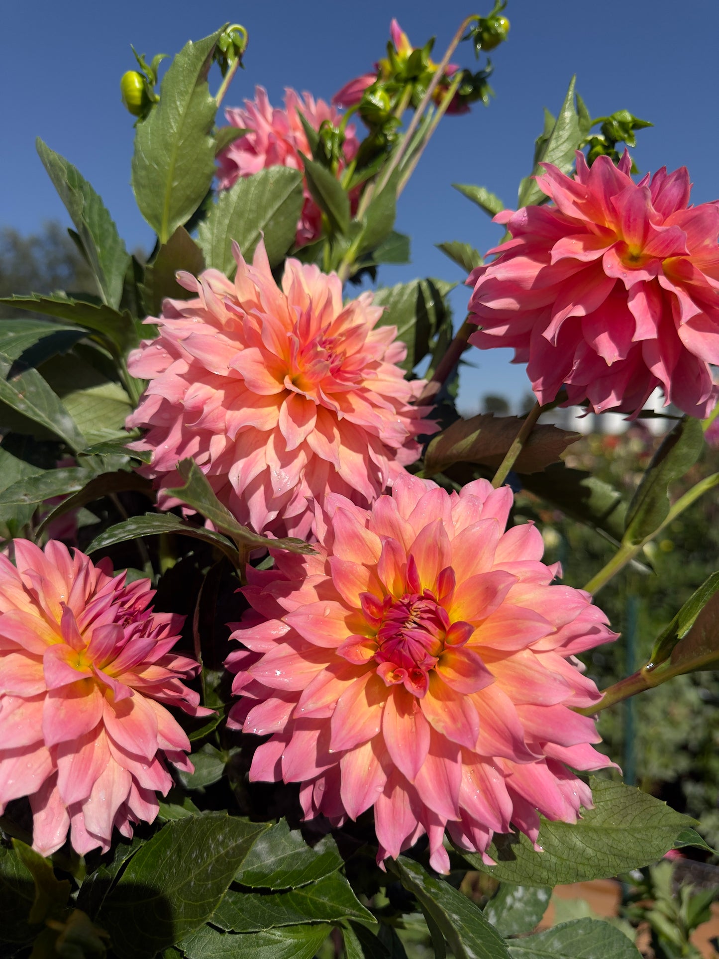 
                  
                    OBO Katie - Rooted Cutting
                  
                