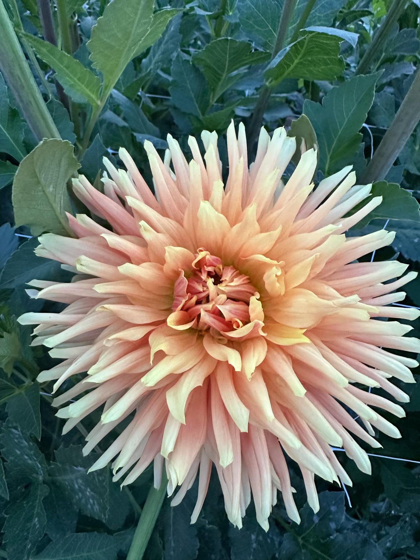 
                  
                    Wyn's Sensation Dahlia - POT TUBER
                  
                