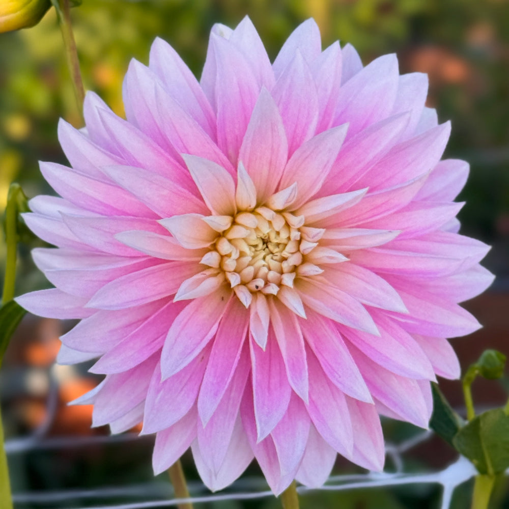 Alloway Candy Dahlia - Rooted Cutting