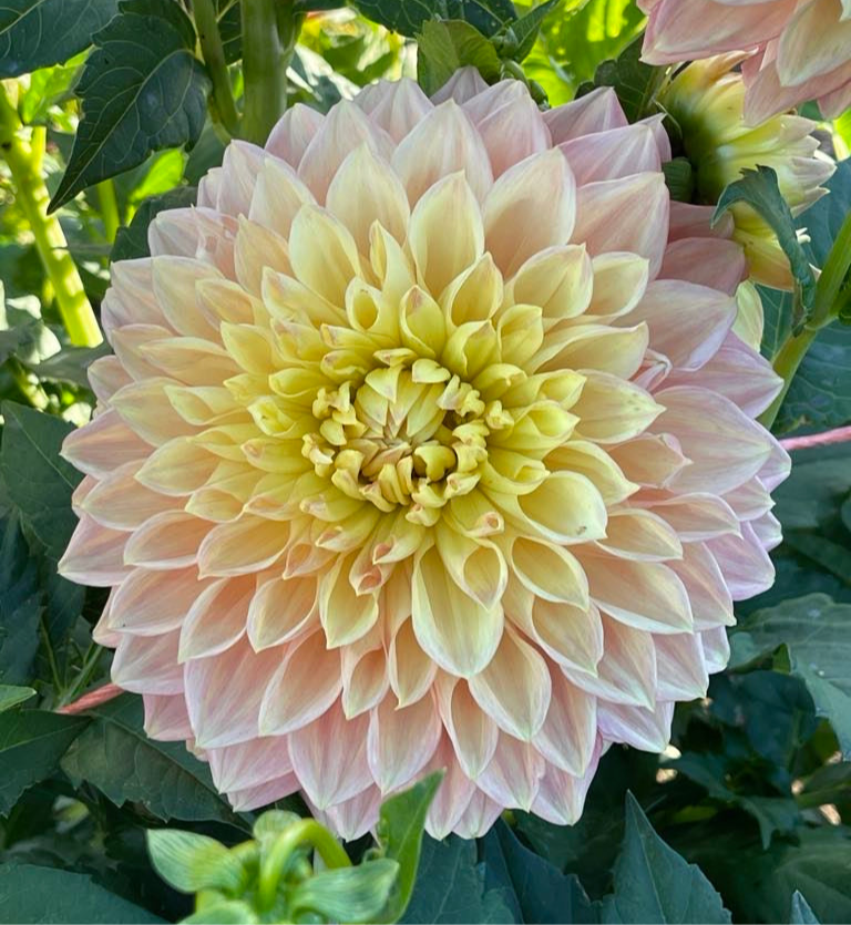 Barbarry Gateway Dahlia - Rooted Cutting