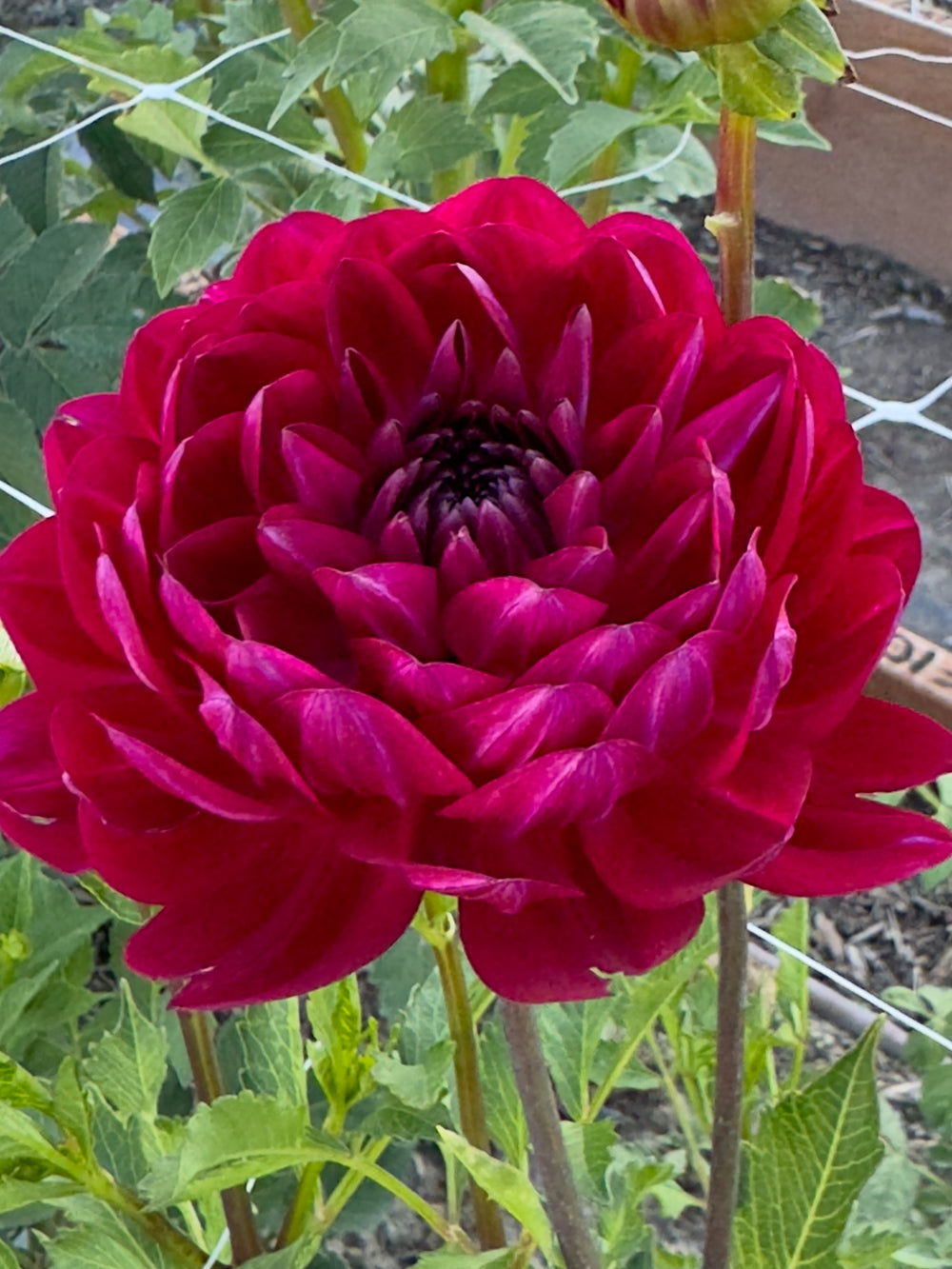 Sandia Bertha Dahlia - Rooted Cutting