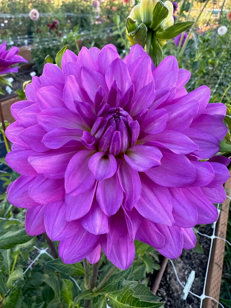 Bluetiful Dahlia - Rooted Cutting