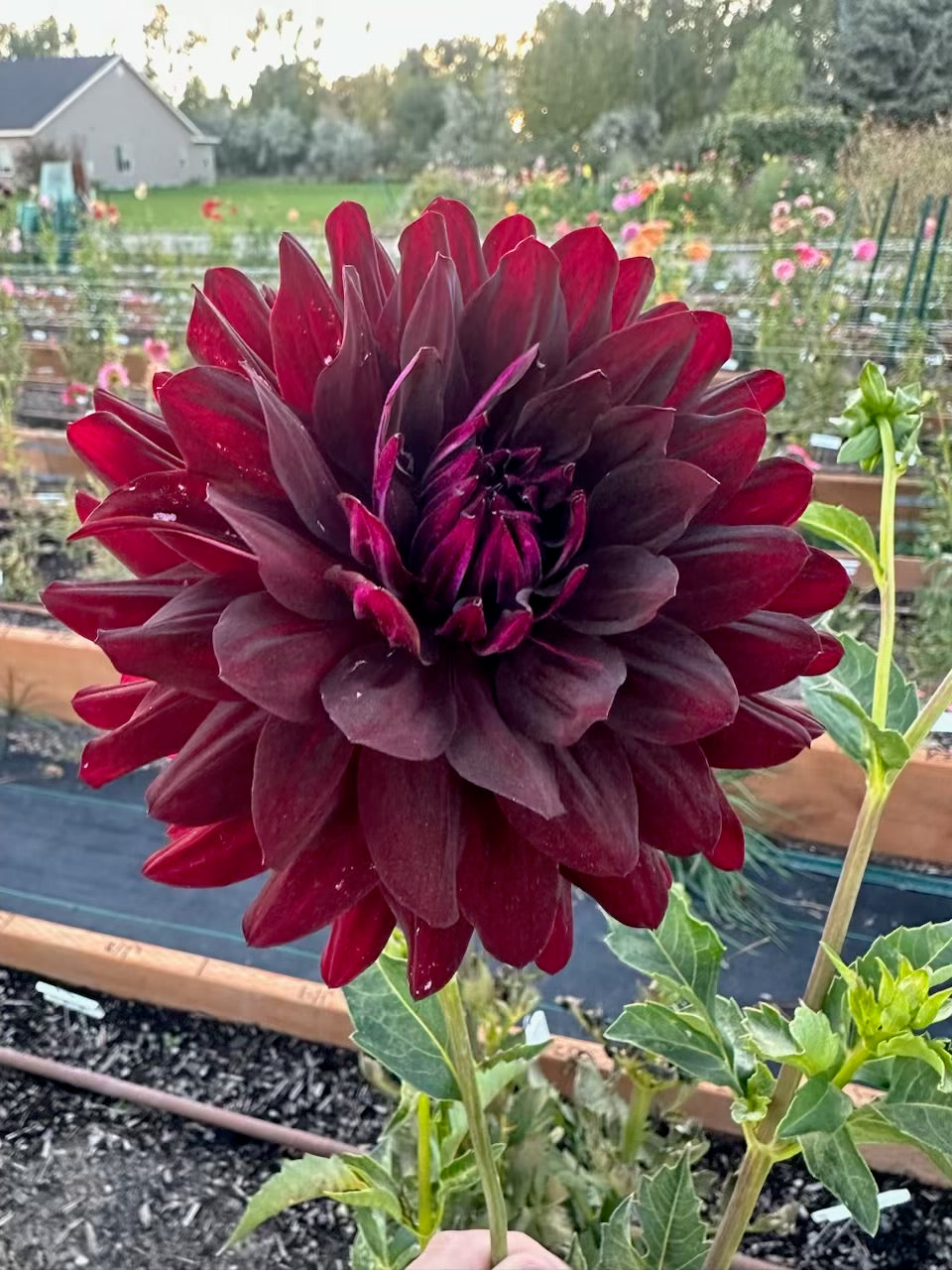 Hollyhill Black Beauty Dahlia - Rooted Cutting