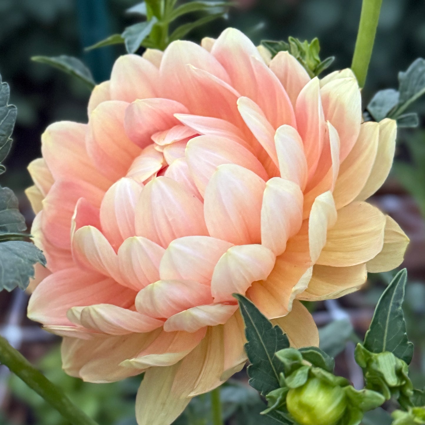 
                  
                    Hollyhill Serenity Dahlia - Rooted Cutting
                  
                
